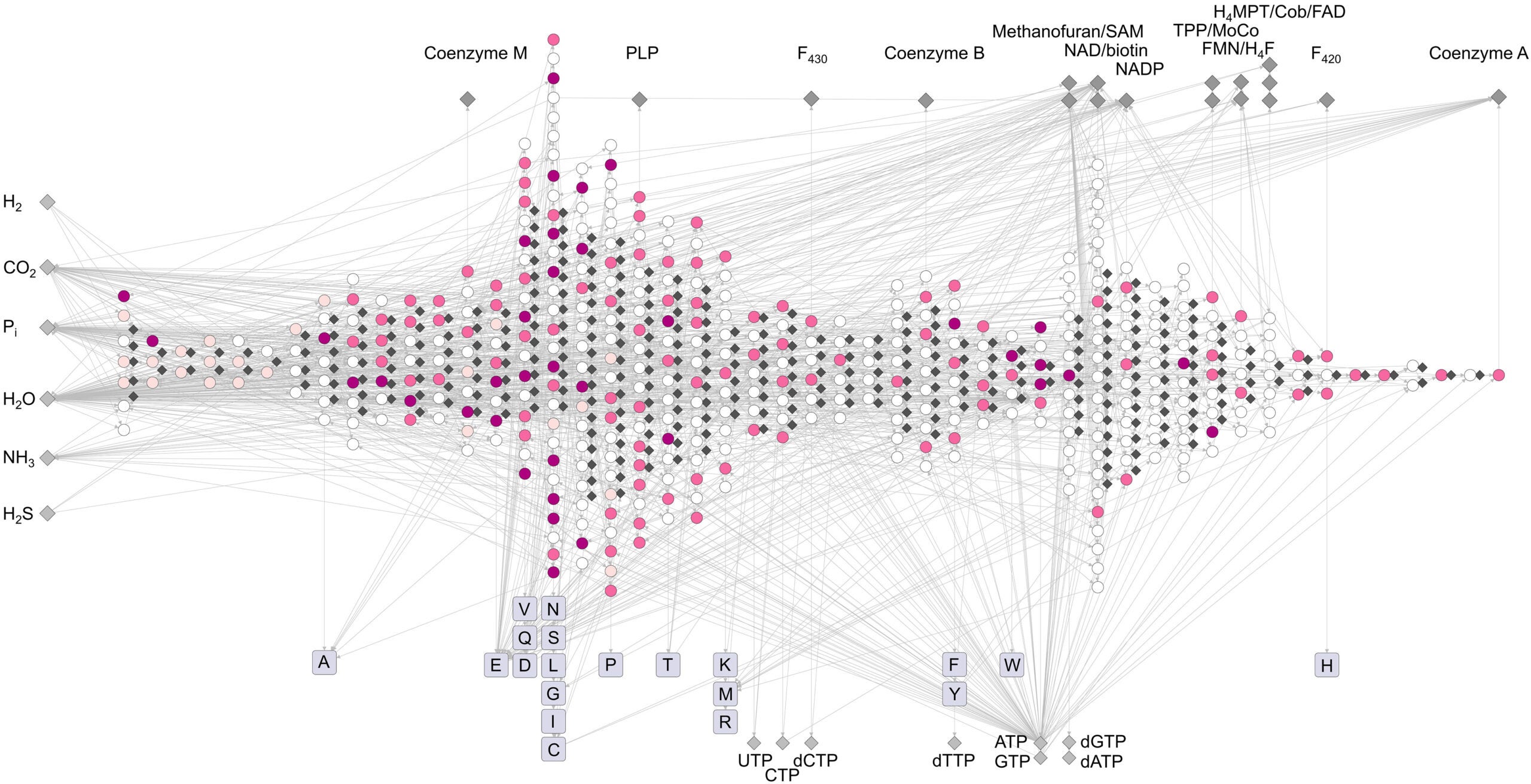 Structure of metabolic assembly. Network of reactions stratified. Inorganic substrates are shown at left. Network end products are shown at top (cofactors) and at bottom (nucleotides and amino acids indicated with one letter codes).