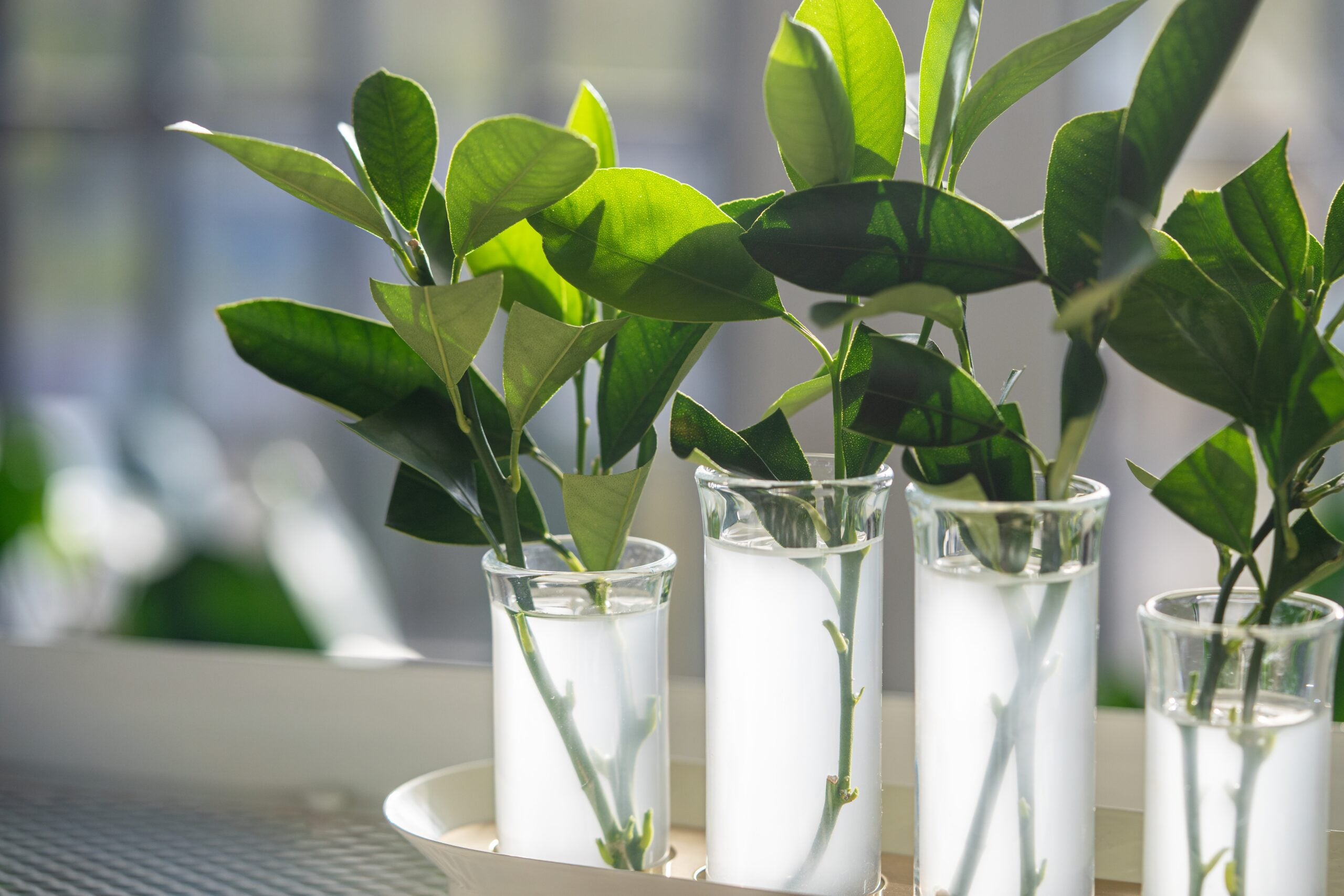 In these autoimmune plants, the team found that constant immune activation suppressed cytokinin signaling.