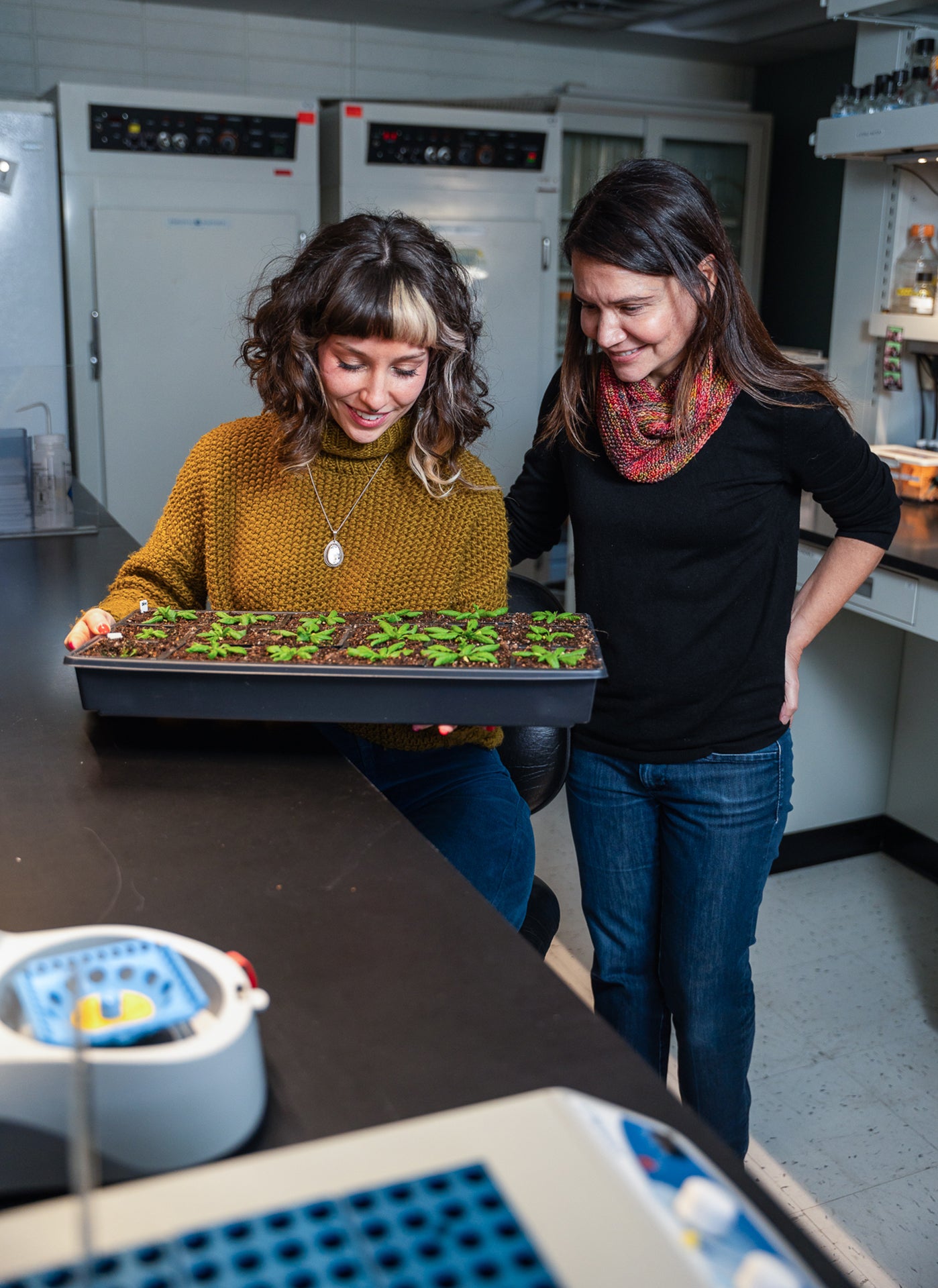 Colorado State University researchers Grace Johnston, left, and Professor Cris Argueso have found a way to boost a plant’s growth while maintaining its immunity through a hormone treatment that shows promise for food production. 