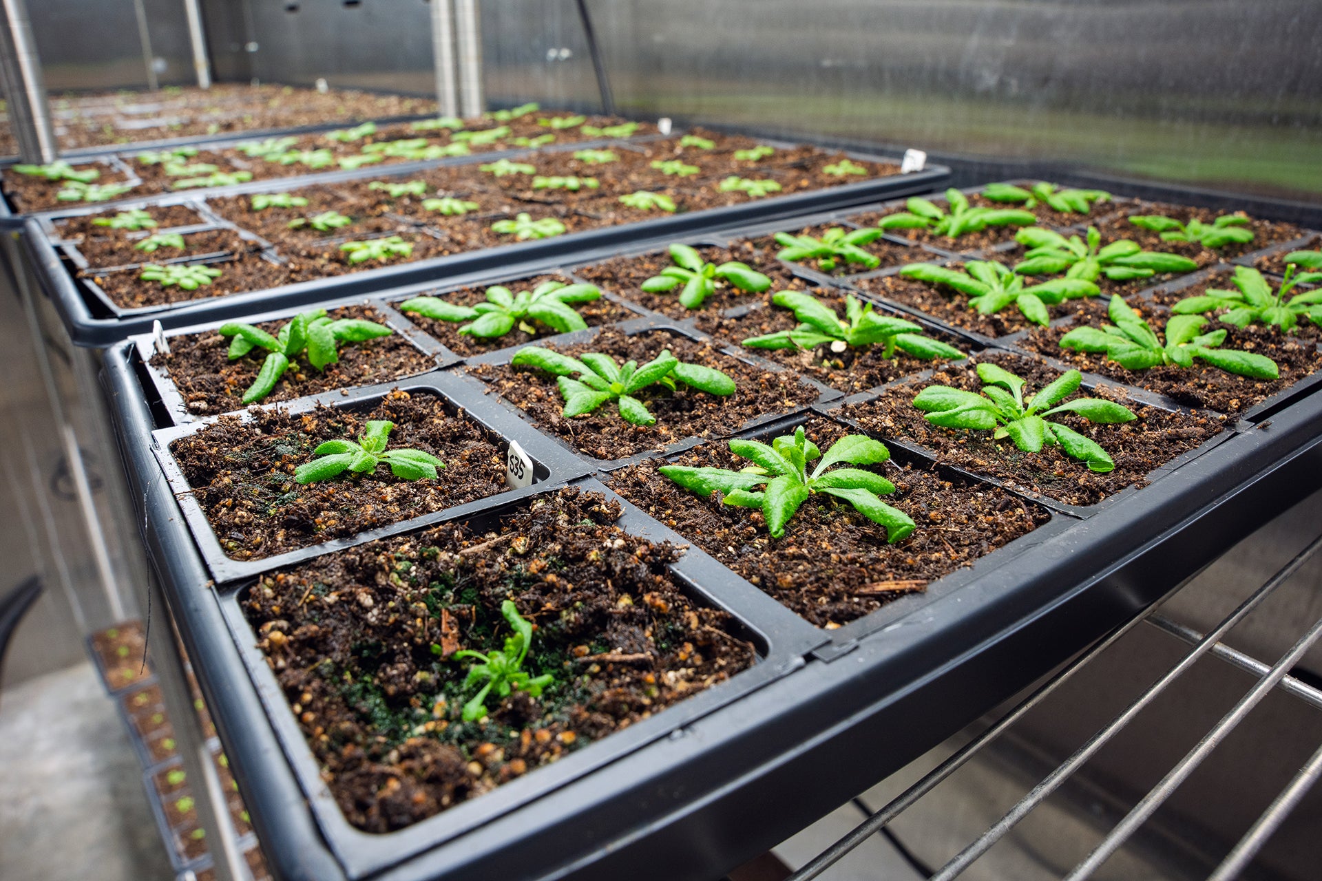 Plants have an immune system that is triggered when they are stressed; this immune response also stunts the plant's growth. Scientists have found a way to turn plant growth back on.