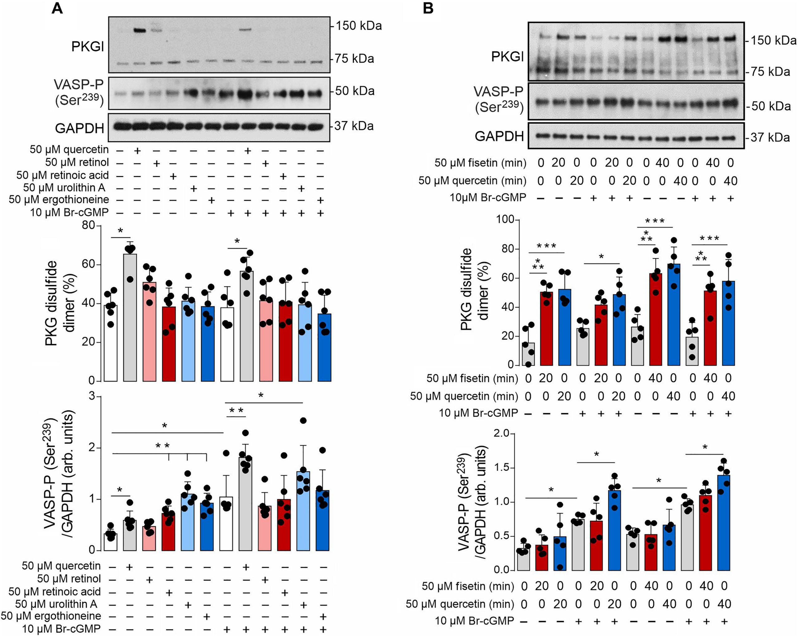 Fisetin and quercetin mediate PKGIα disulfide dimerization and increase substrate phosphorylation.