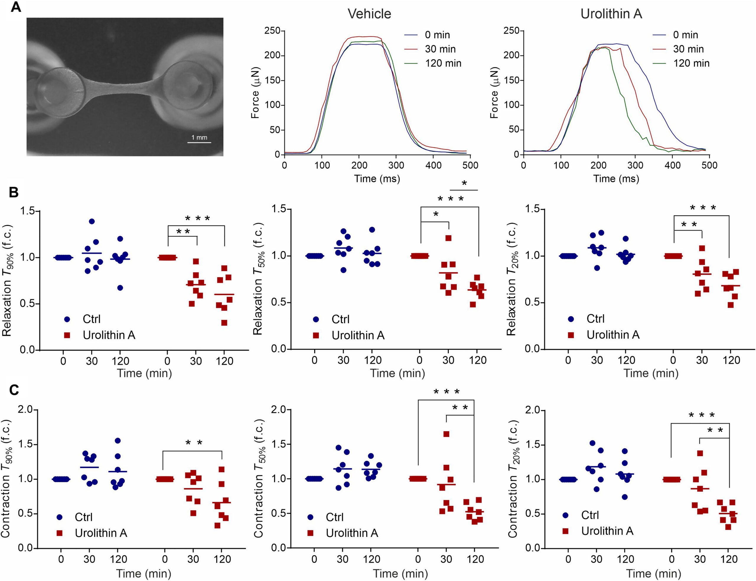 Urolithin A improves relaxation and contraction kinetics in engineered human heart tissue.