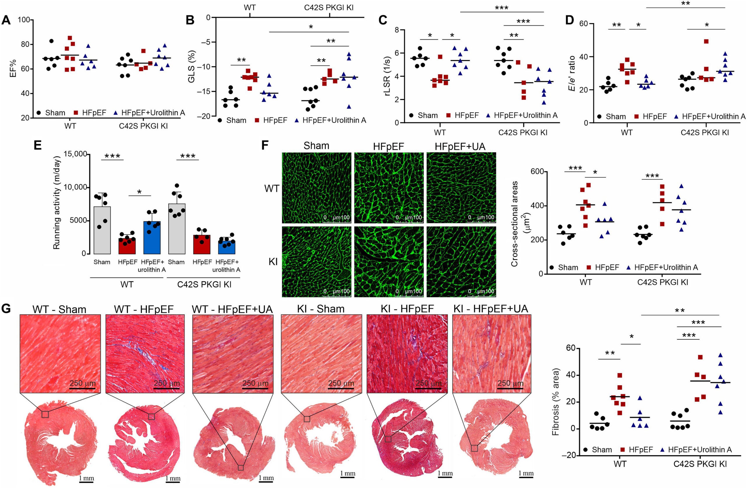 Urolithin A limits HFpEF that is dependent on PKGIα C42.