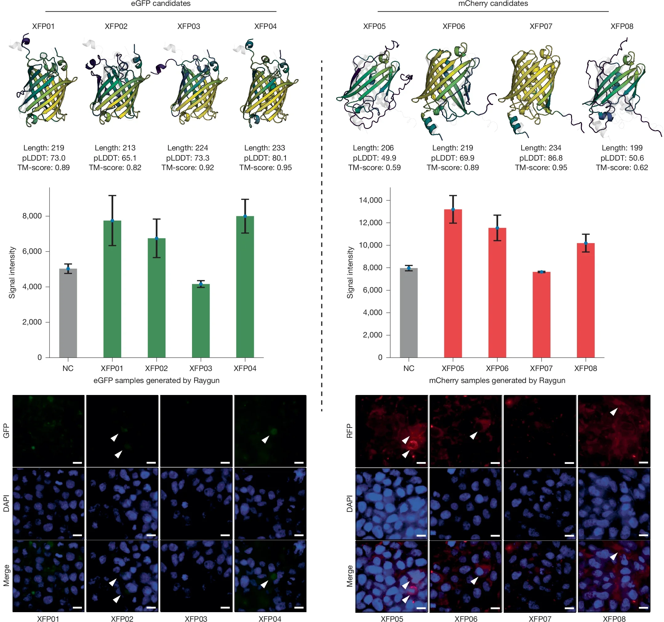 Eight Raygun-generated fluorescent protein candidates.