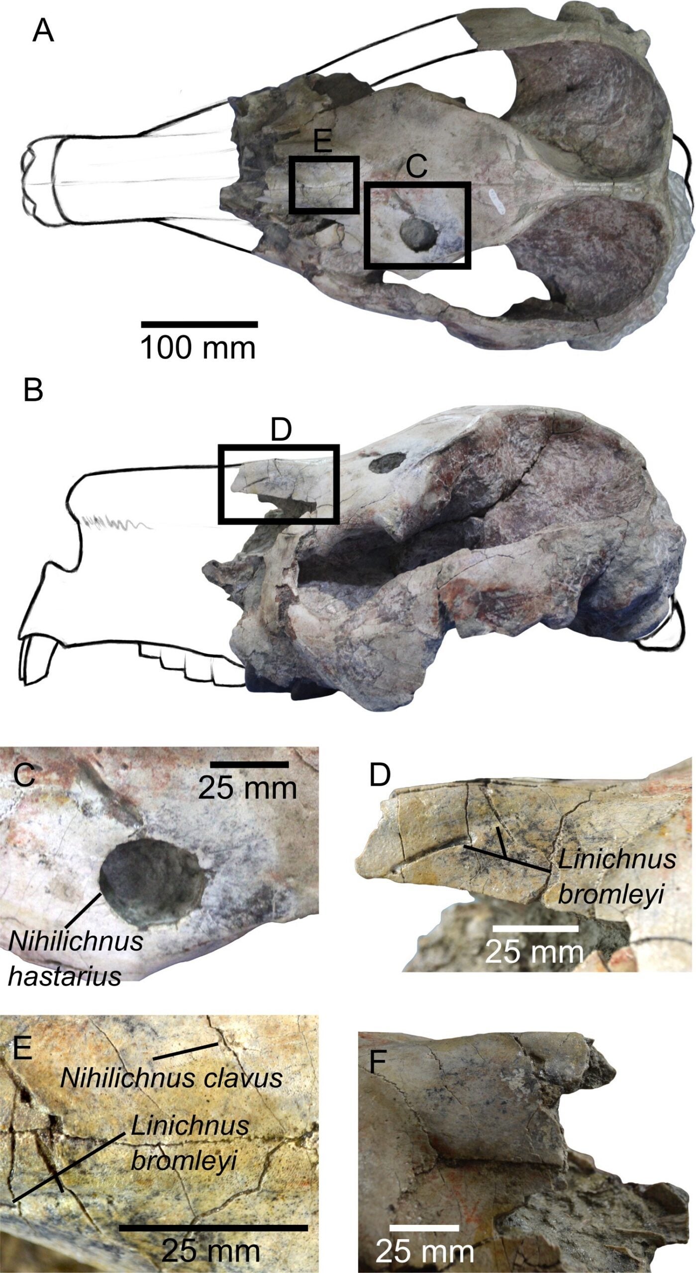 Cranium of Pericotoxodon platignathus (MPV 826).