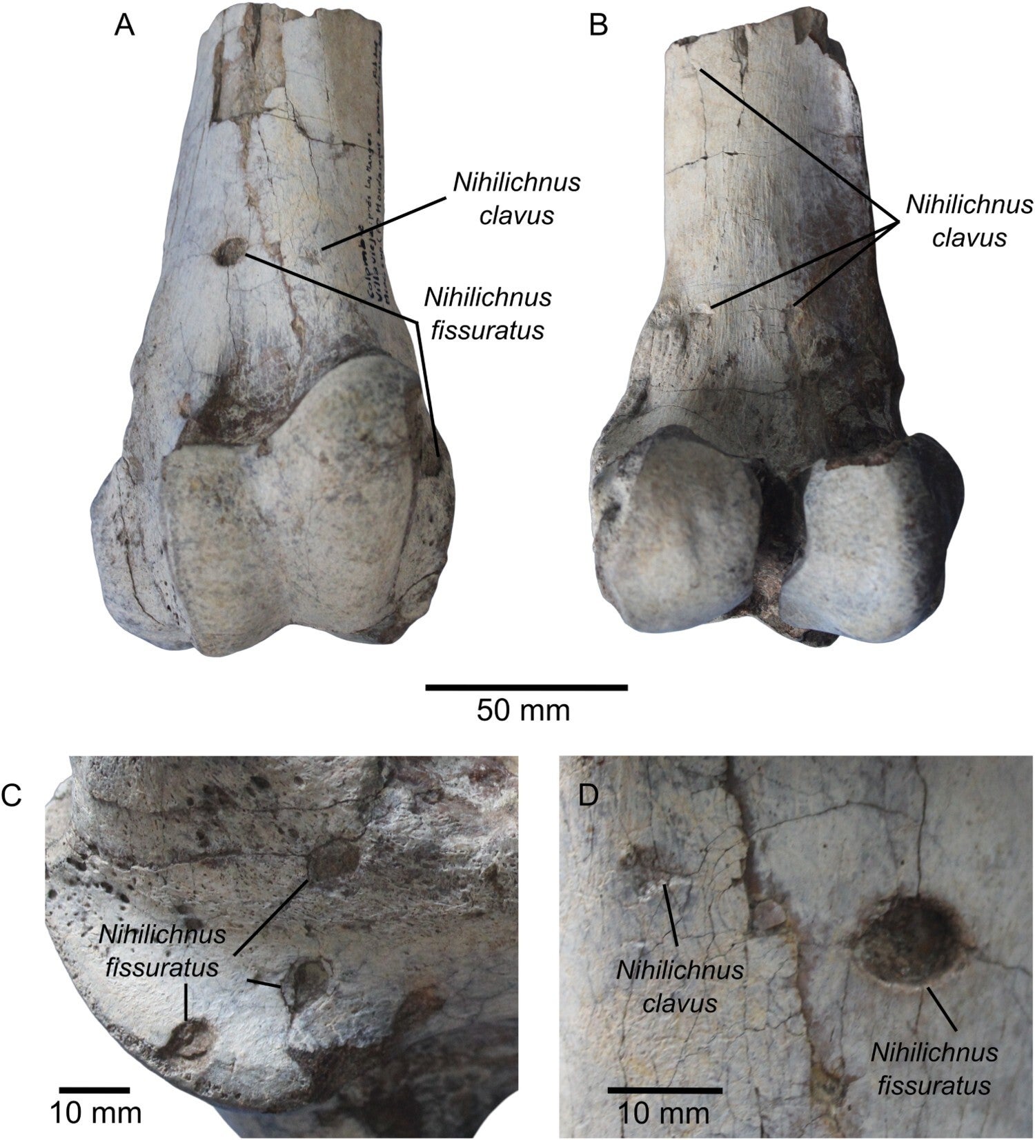 Distal portion of right femur of Pericotoxodon platignathus (MNHN.F.VIV77).