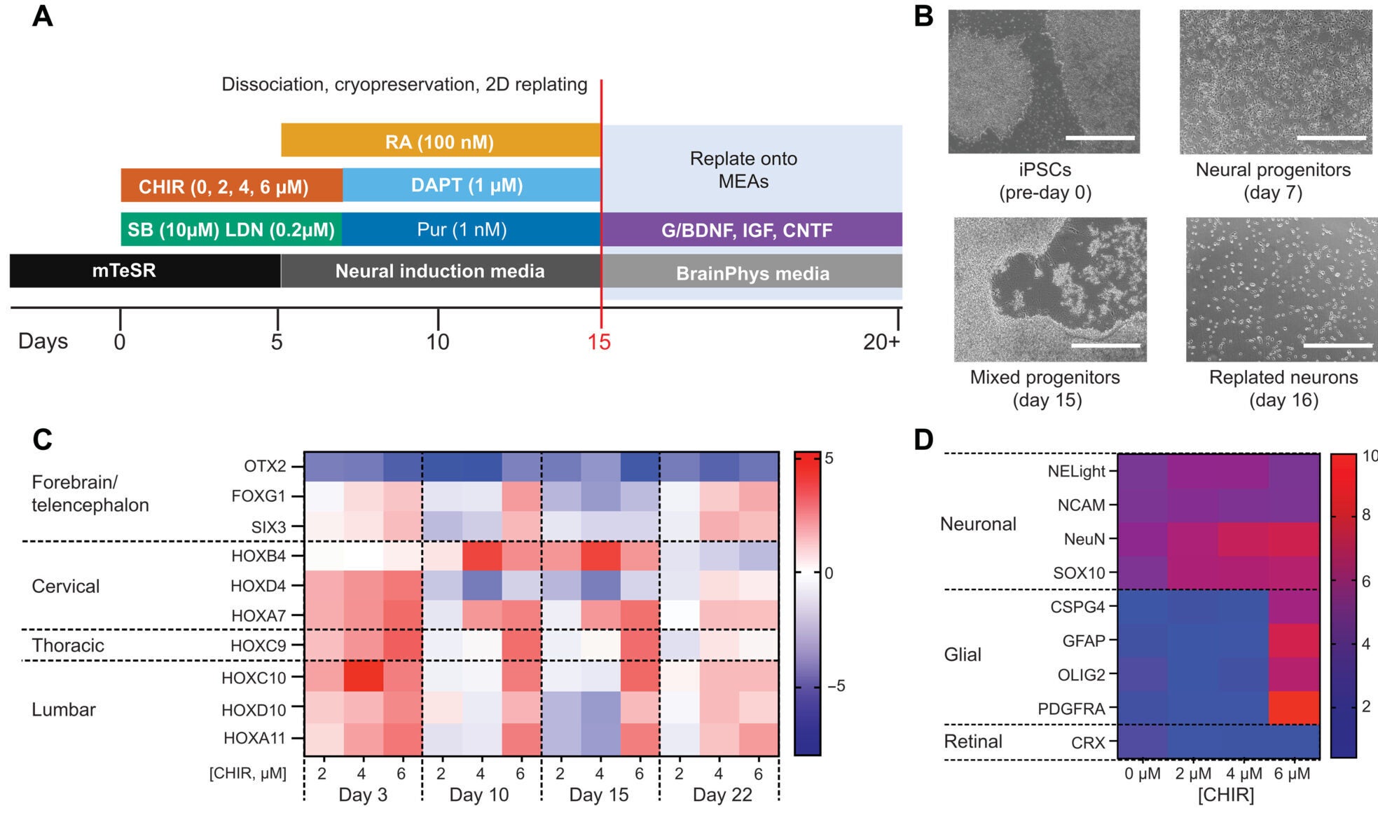 V2a spinal interneurons can be engineered from human stem cells.