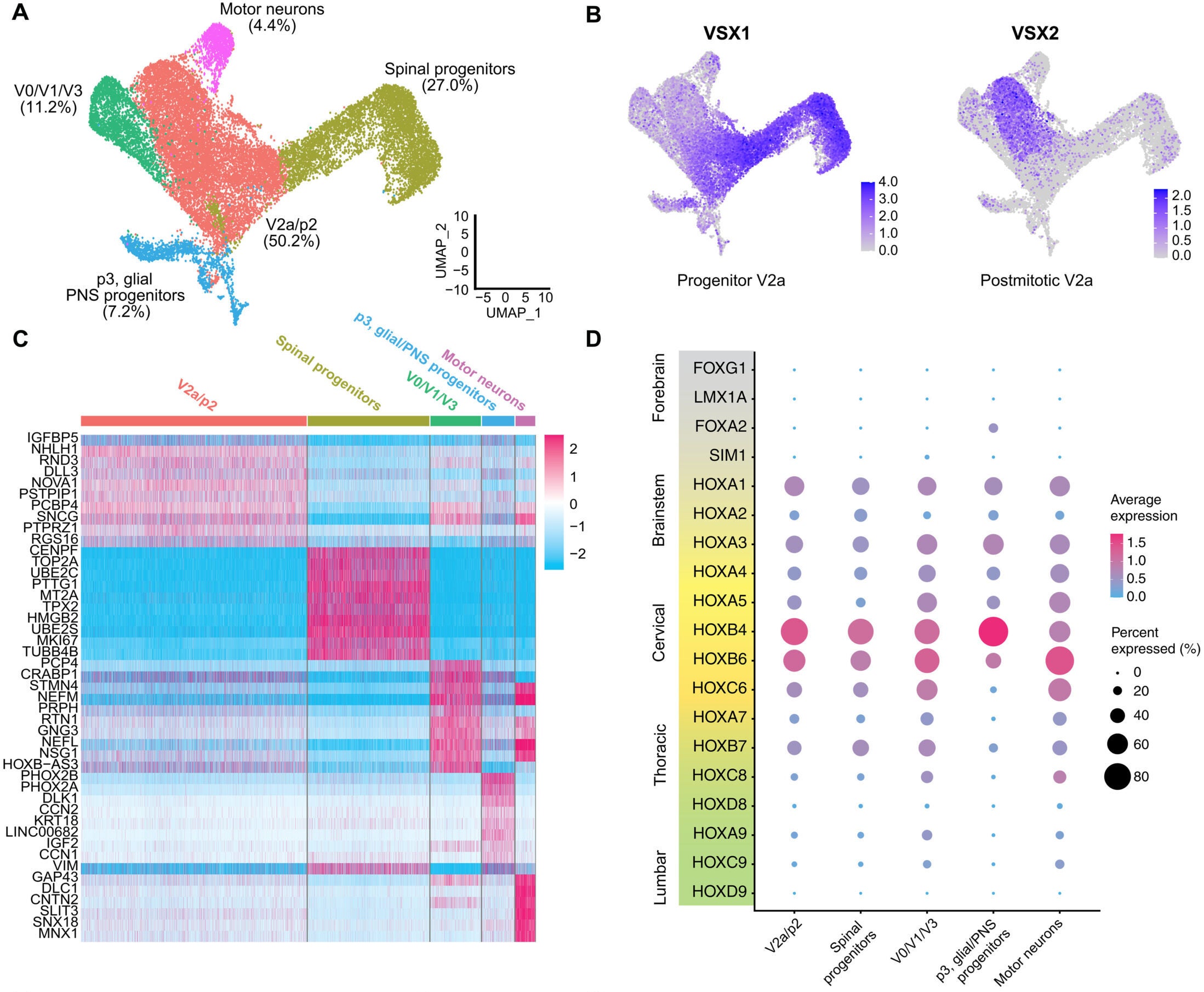 Single-cell RNA sequencing of human V2a SpINs was used to characterize cells before transplantation.
