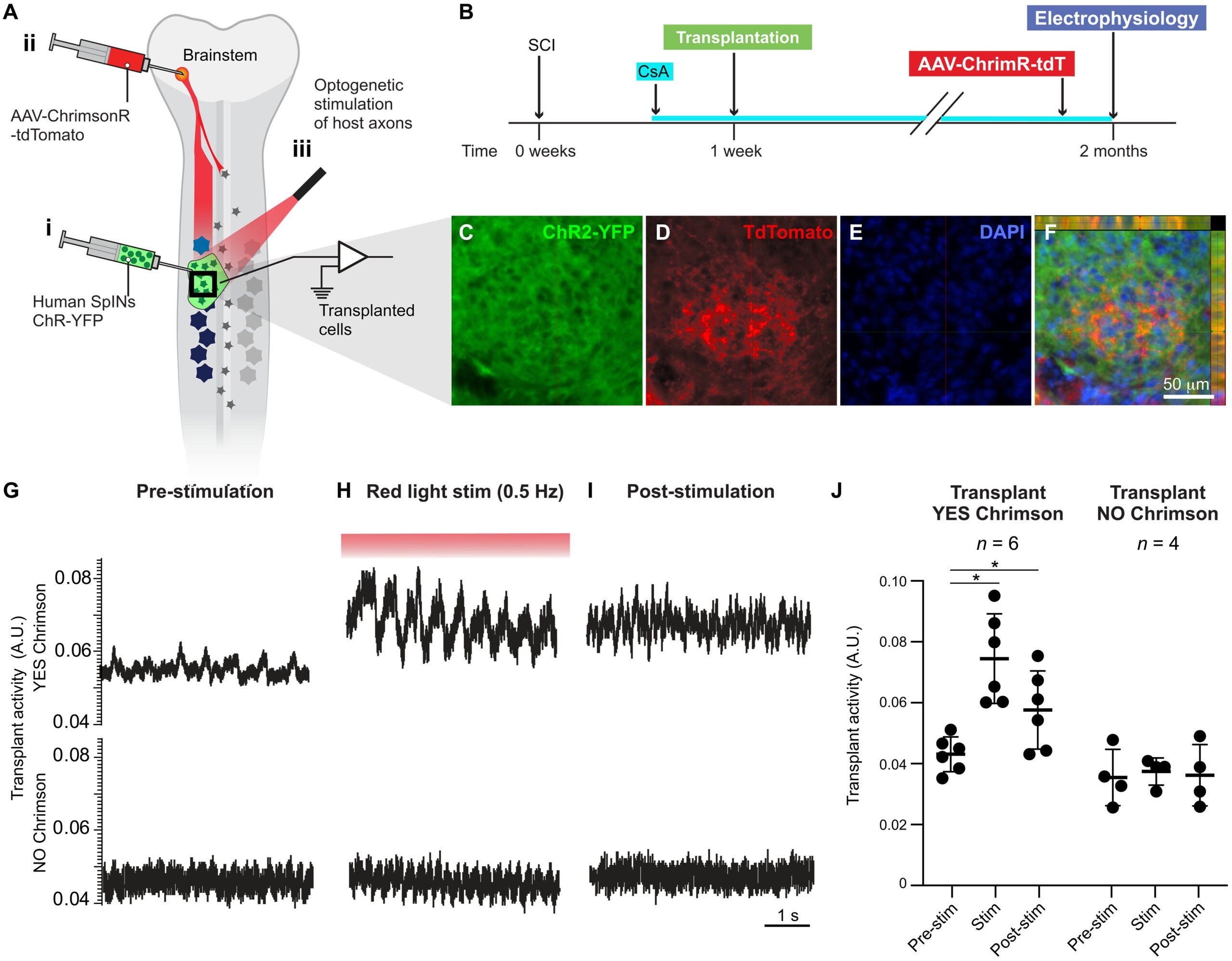 Injured host axons functionally innervate transplanted human V2a SpINs.
