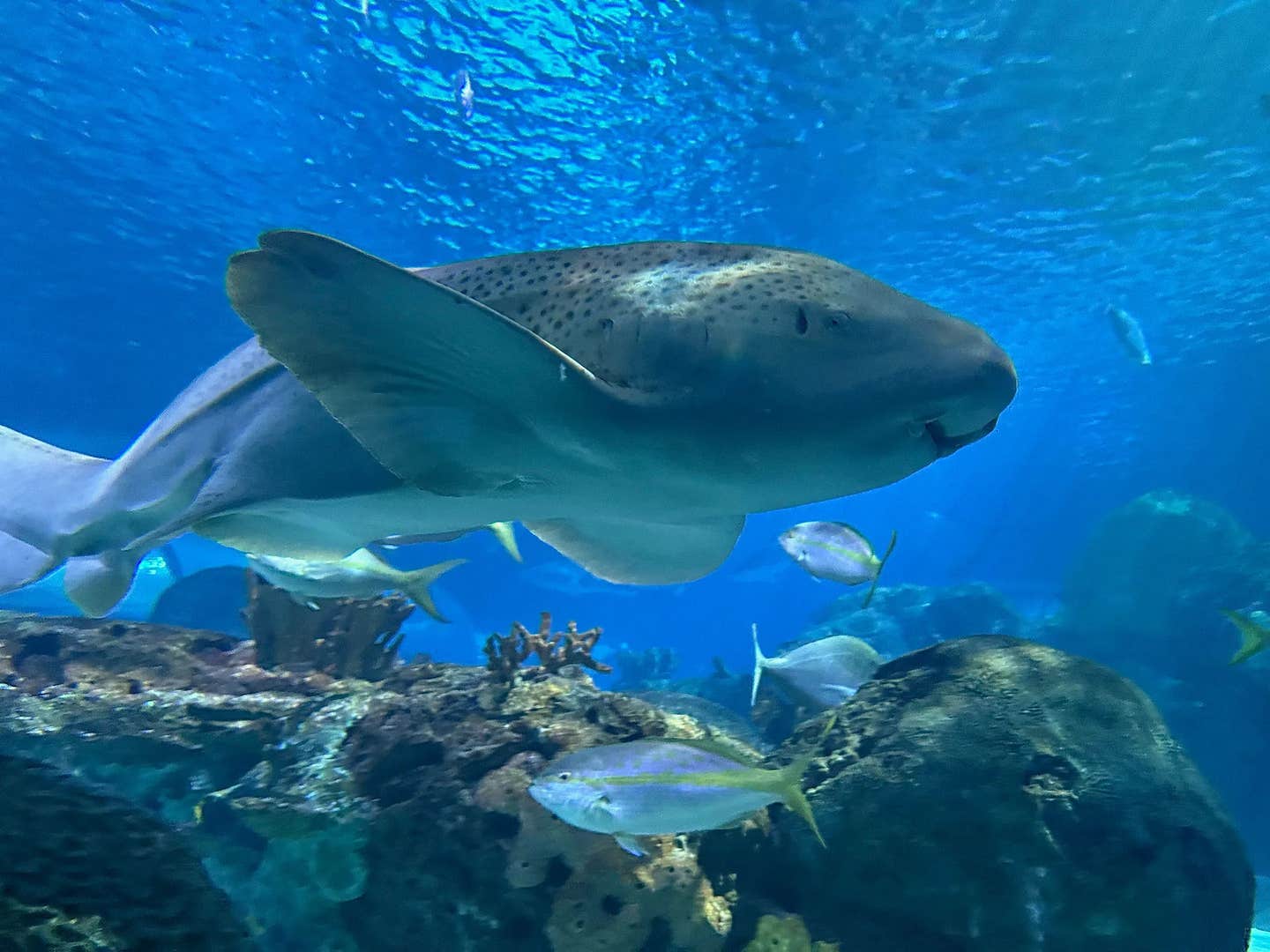 A new modeling tool can estimate the age of zebra sharks, which can live up to 30 years, within about two years.