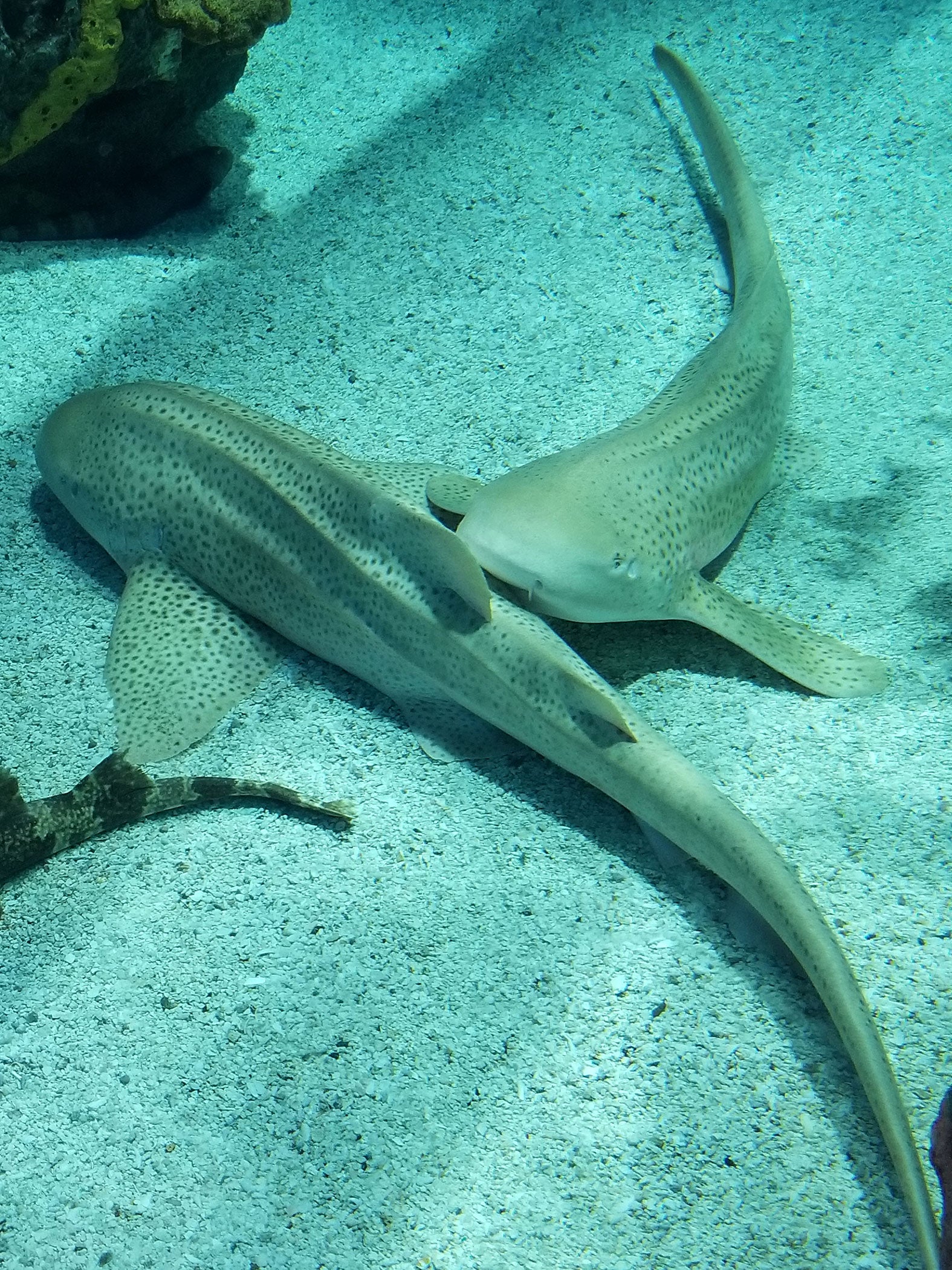 Young, growing sharks showed the most dramatic changes in their DNA patterns.