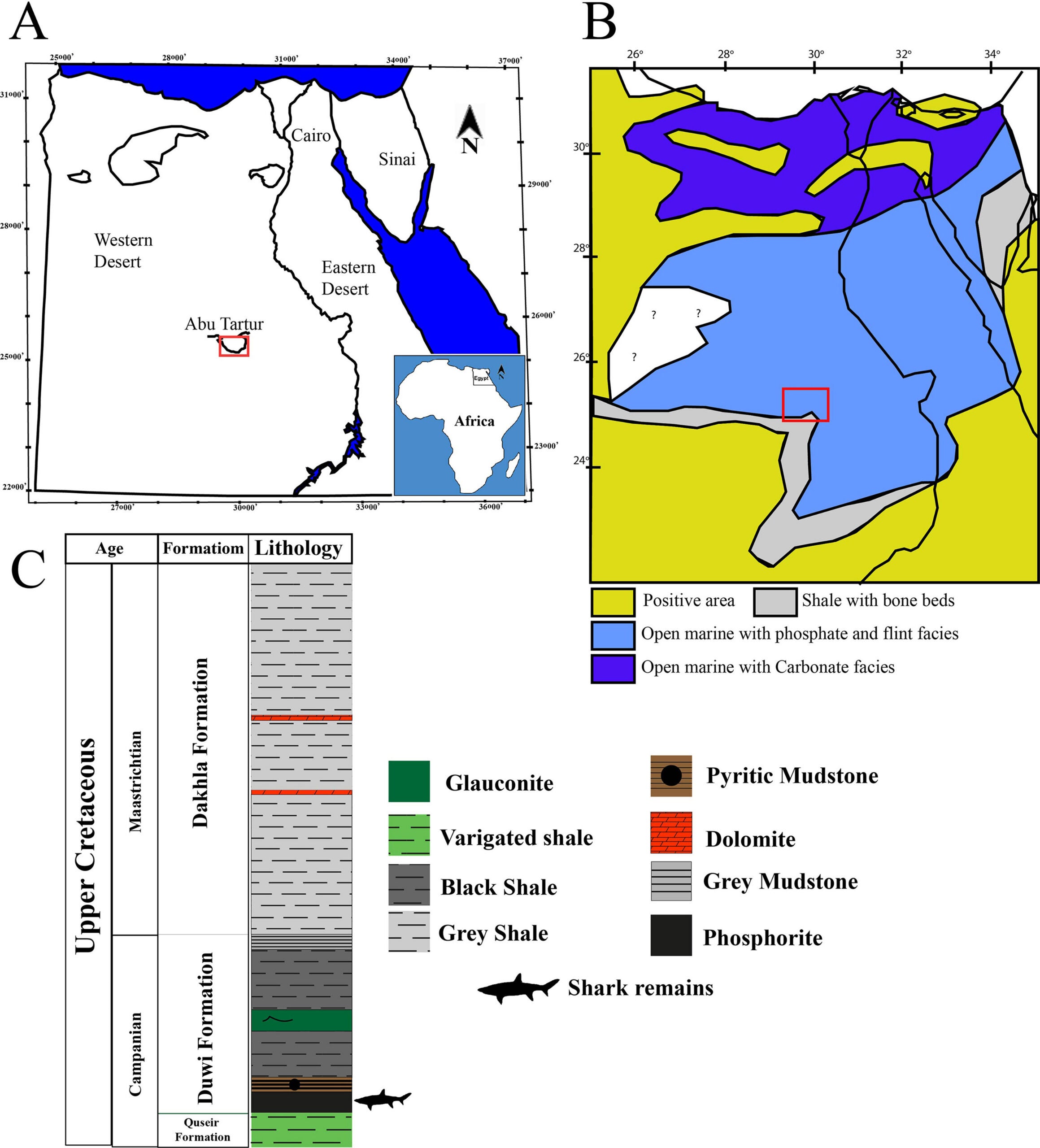 Geographic and stratigraphic context of the Abu-Tartur area, Egypt. A) Location map of the studied area, B) Paleo shoreline map for the Late Cretaceous in Egypt modified after Said, 1990. The red rectangle indicates the studied area. C) A simple composite section showing the horizon where shark material is extracted