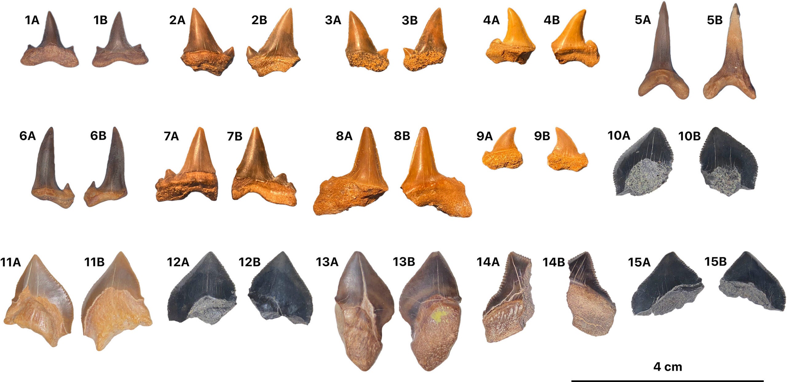 Fossil Lamniformes teeth from the Duwi Fm., Egypt. 1–4: Cretalamna cf. C. maroccana, specimens CUAT50 to CUAT53; 5–6: Scapanorhynchus cf. S. raphiodon, specimens CUAT54 and CUAT55; 7–9: Serratolamna cf. S. serrata, specimens CUAT56 to CUAT58; 10–13: Squalicorax bassanii, specimens CUAT59 to CUAT62; 14–15: Squalicorax pristodontus, specimens CUAT63 and CUAT64; lingual (A) and labial (B) views.