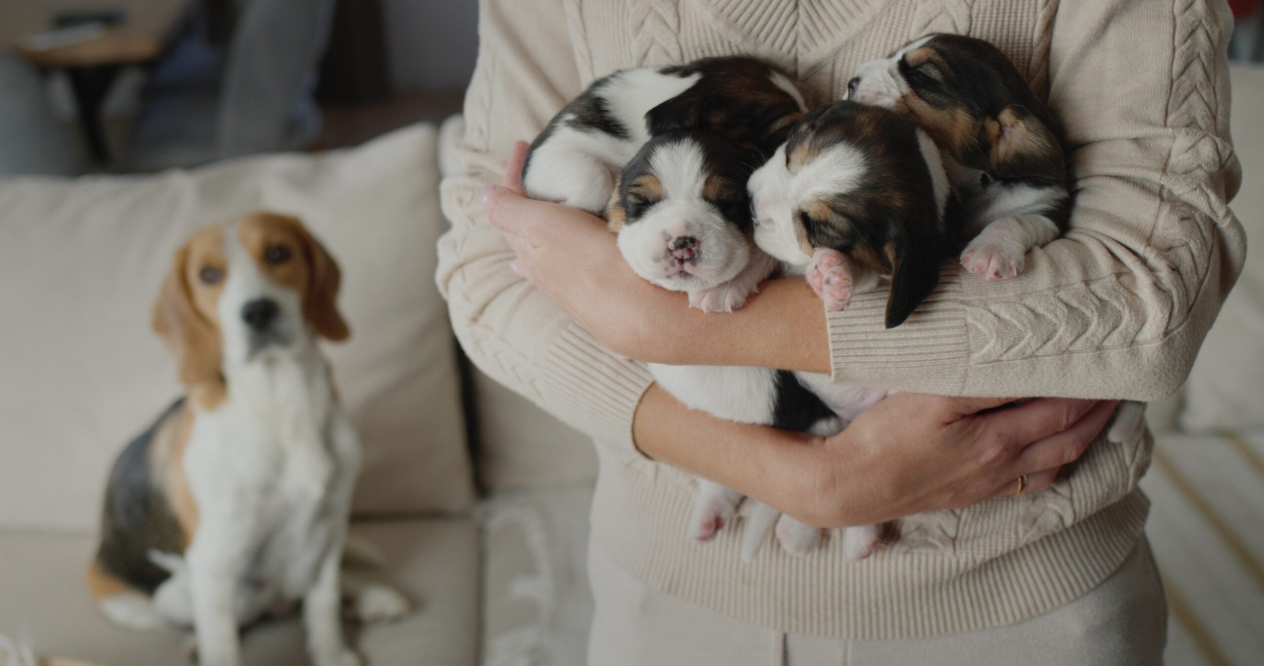Dog allergies affect about 15% of the population and can contribute to allergic rhinitis and asthma.