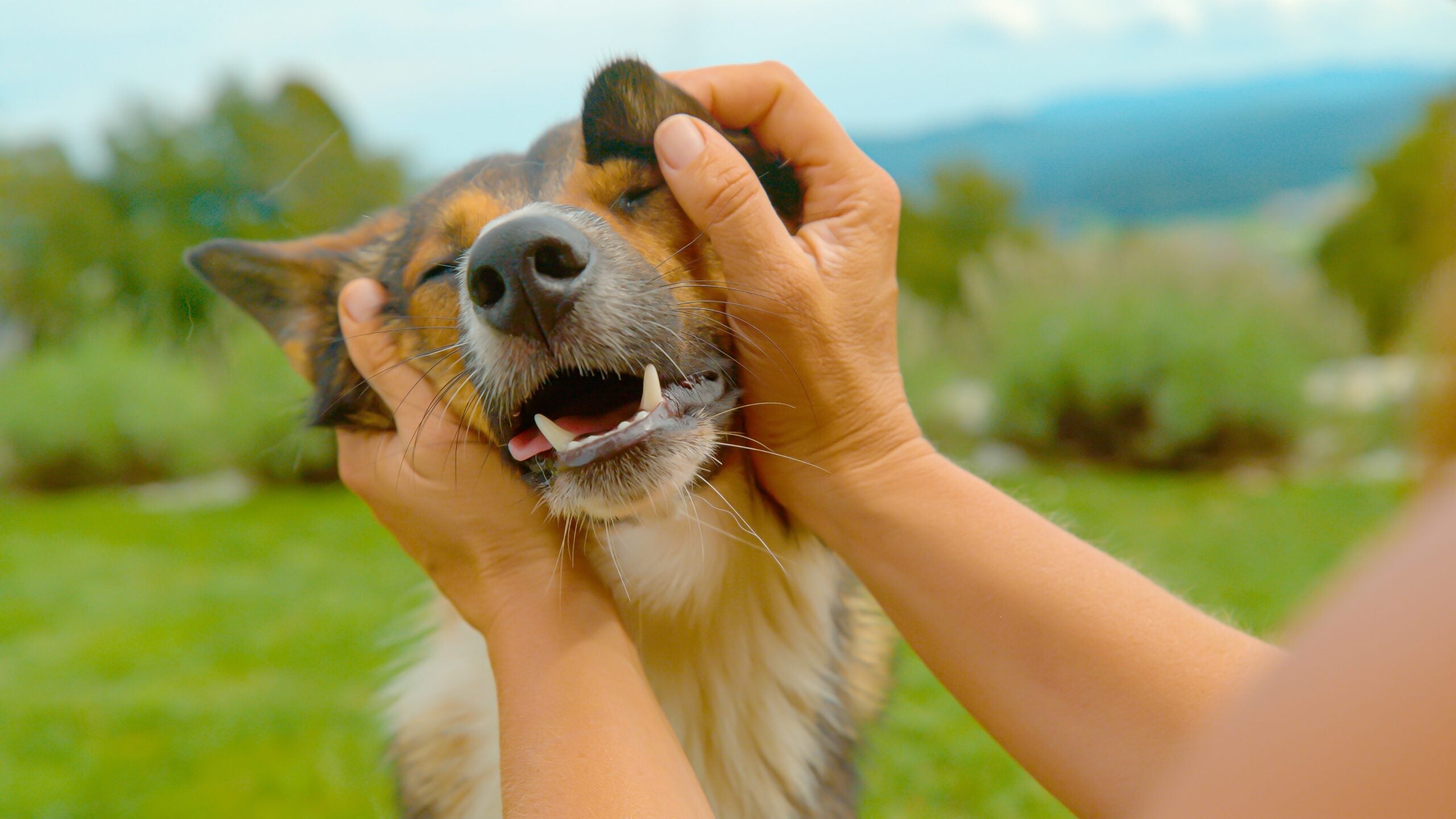 Companionship with a dog was linked to better coping, while heavy emotional reliance showed a more complicated pattern.
