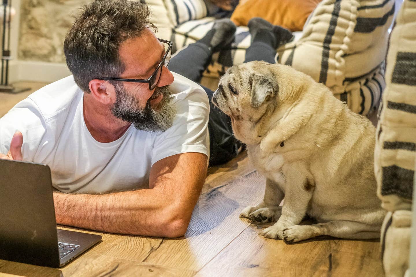 Dog brain communication networks differ with selective breeding and training, revealing how dogs became so responsive to people.
