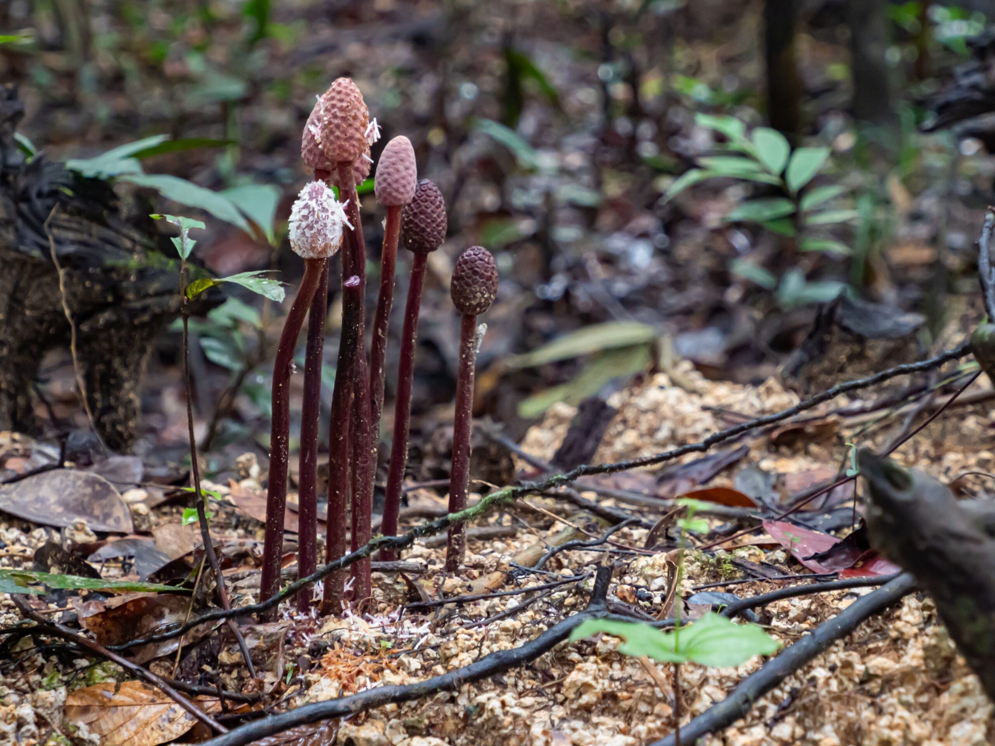 Hidden fungal networks more than 100 quadrillion km in length help plants survive climate change
