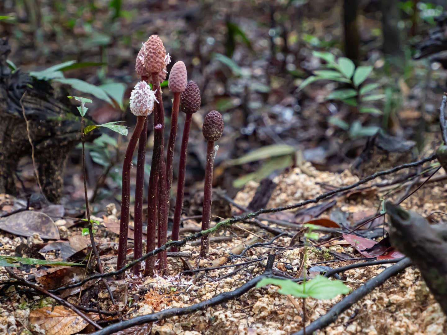 Scientists have uncovered the hidden 3D networks of fungi and roots, offering new insight into plant survival and climate resilience.