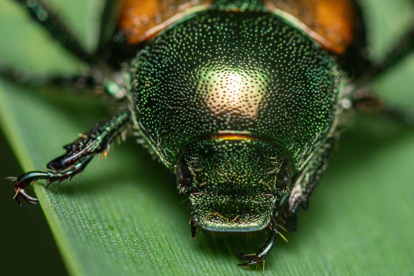 Snail prey, geography and limited movement helped shape distinct beetle body forms across Japan.