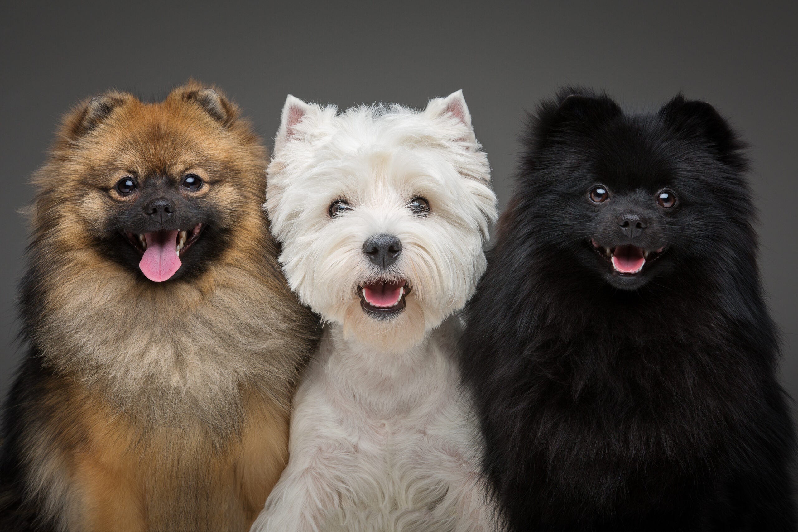 The comparison between modern and premodern dogs also gave the researchers a way to distinguish inherited changes from the effects of experience.