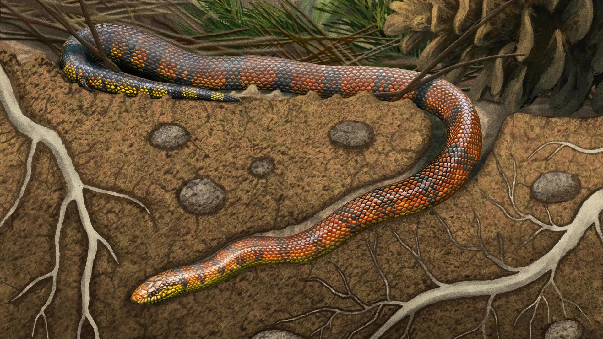 80-million-year-old snake fossil rewrites the story of snake evolution