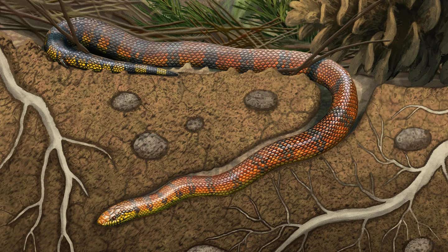 Life reconstruction of the burrowing stem snake Tametara mirim which lived alongside now-extinct stem-birds and sauropod dinosaurs.