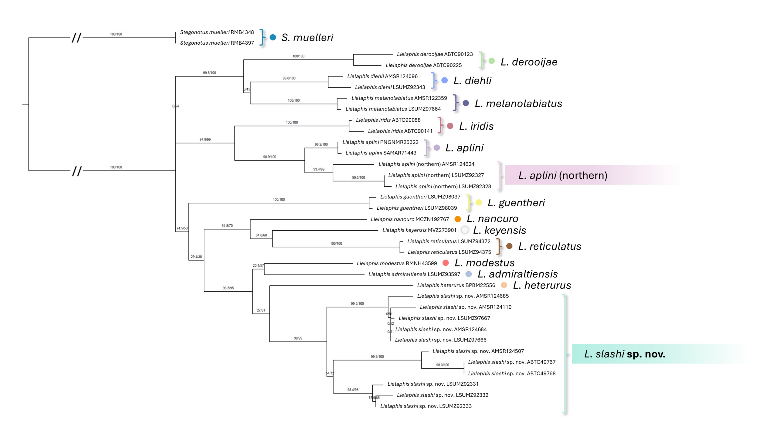 CytB ML tree of Lielaphis and Stegonotus species inferred by IQ-TREE with Clade A (L. slashi sp. nov.) and Clade B (putative northern L. aplini) highlighted. 