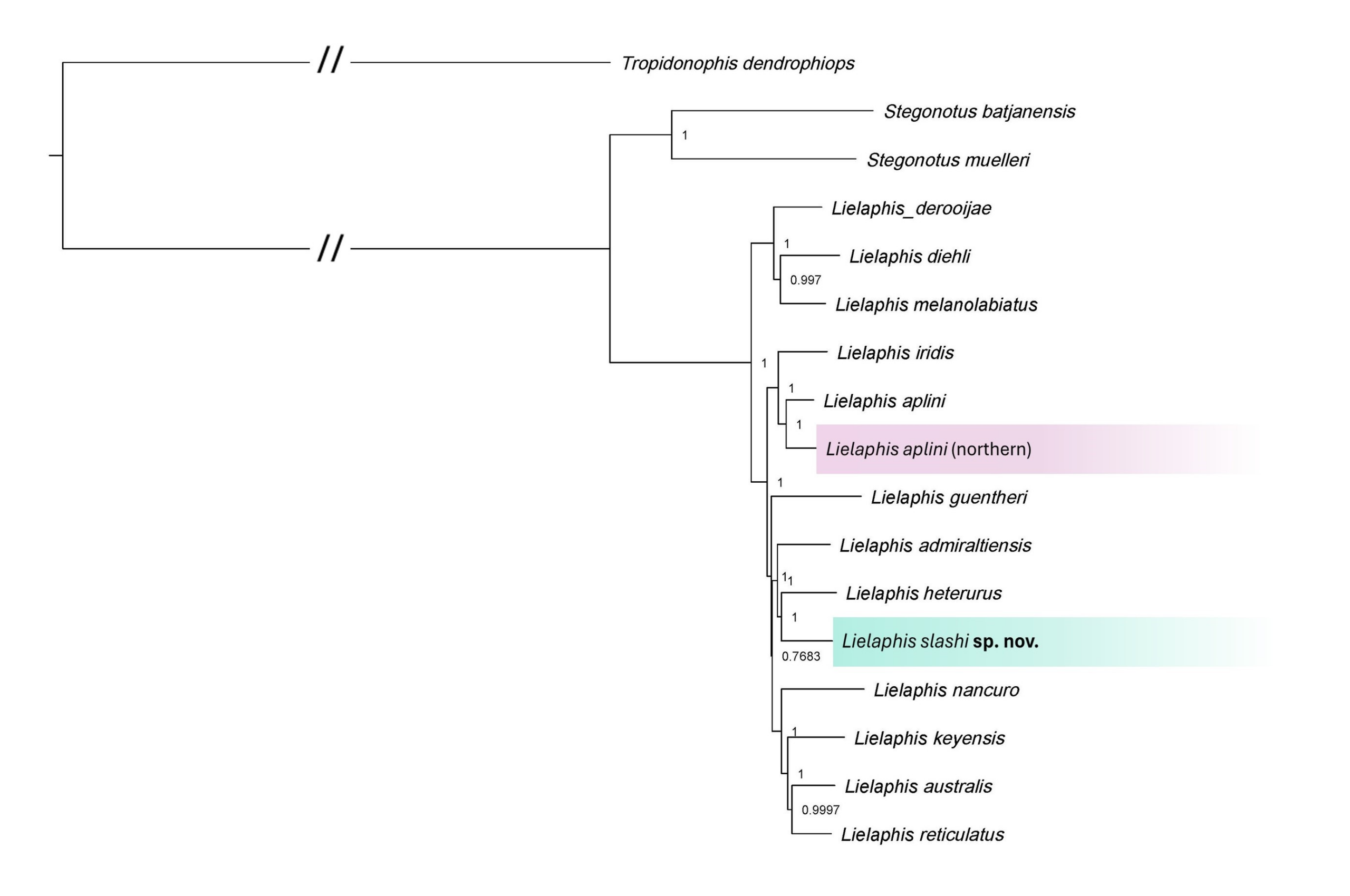 Lielaphis and Stegonotus species tree inferred by ASTRAL-IV with Clade A (L. slashi sp. nov.) and Clade B (putative northern L. aplini) highlighted; numbers by nodes indicate Bayesian Posterior Probability value for each node.