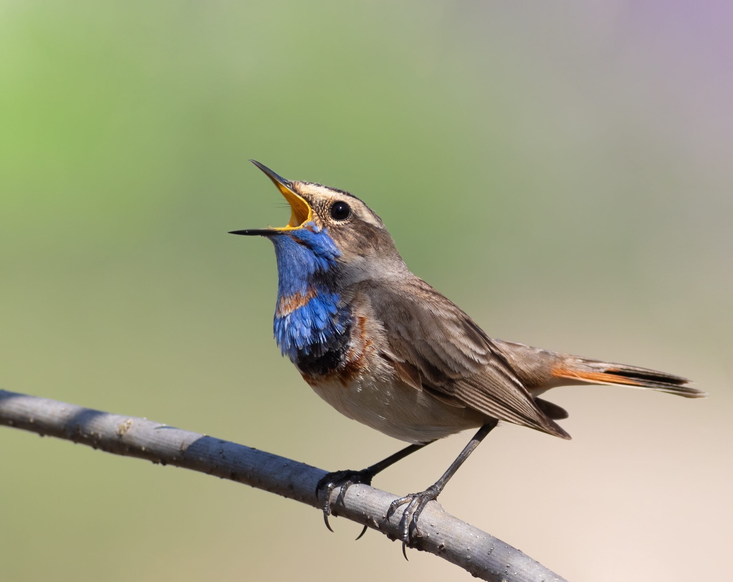 Passerines are the largest order of living birds, with more than 6,500 species worldwide. They include familiar birds such as sparrows, finches, crows, swallows, wrens and robins.
