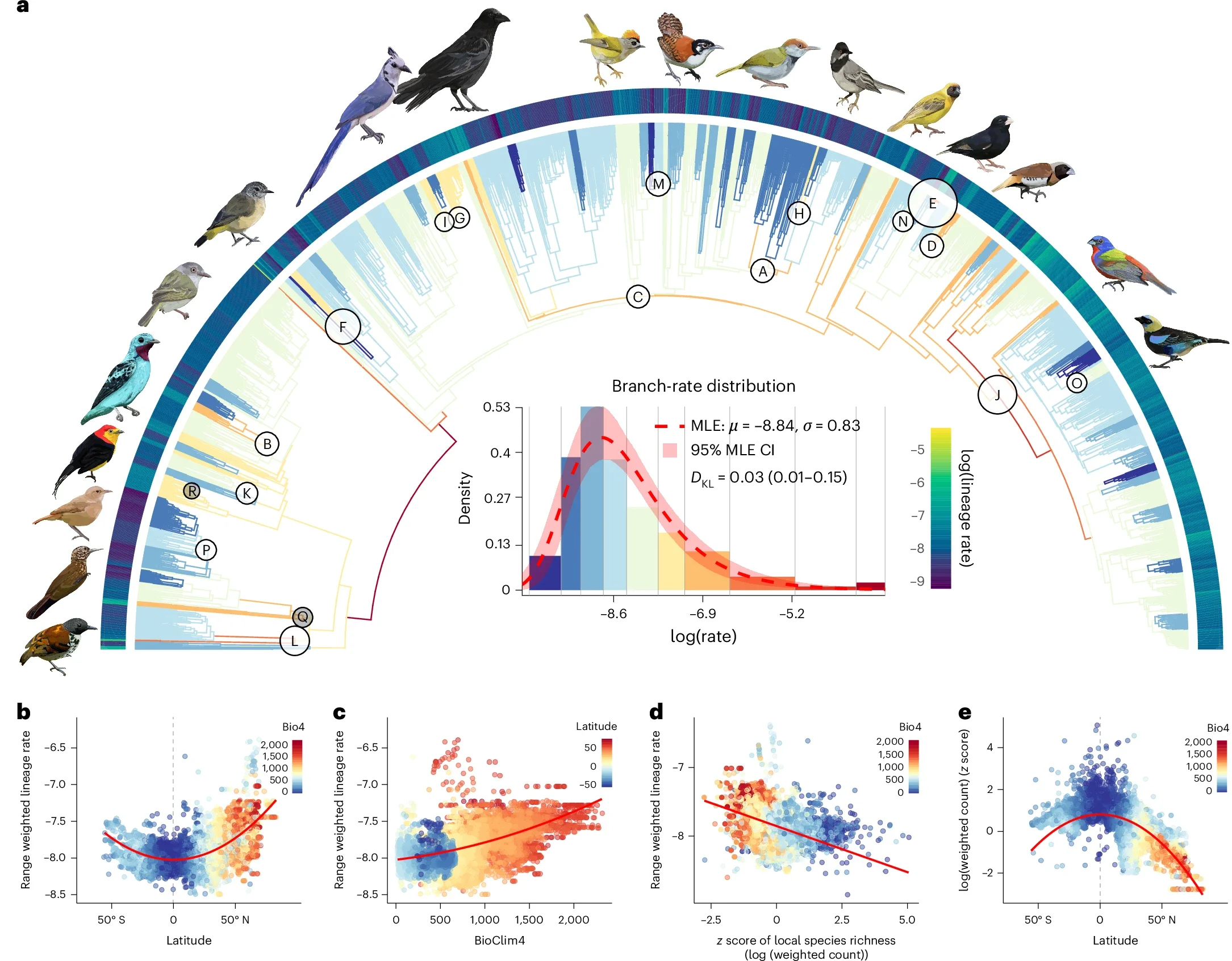 Phylogenetic and spatial patterns of passerine body plan evolution.