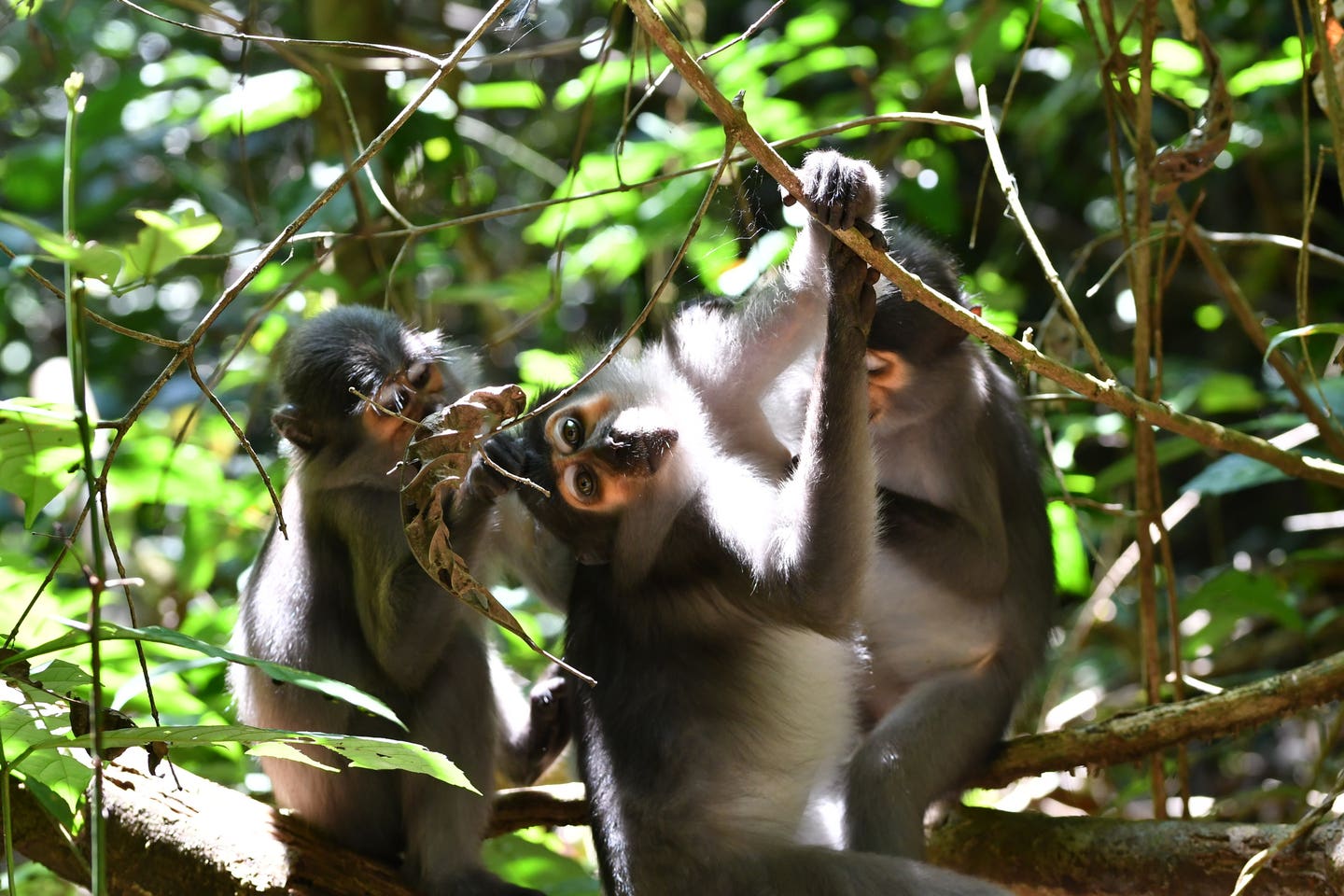 The sooty mangabey (Cercocebus atys) is a medium-sized Old World monkey native to the coastal forests and swamps of West Africa, ranging from Senegal to Ghana