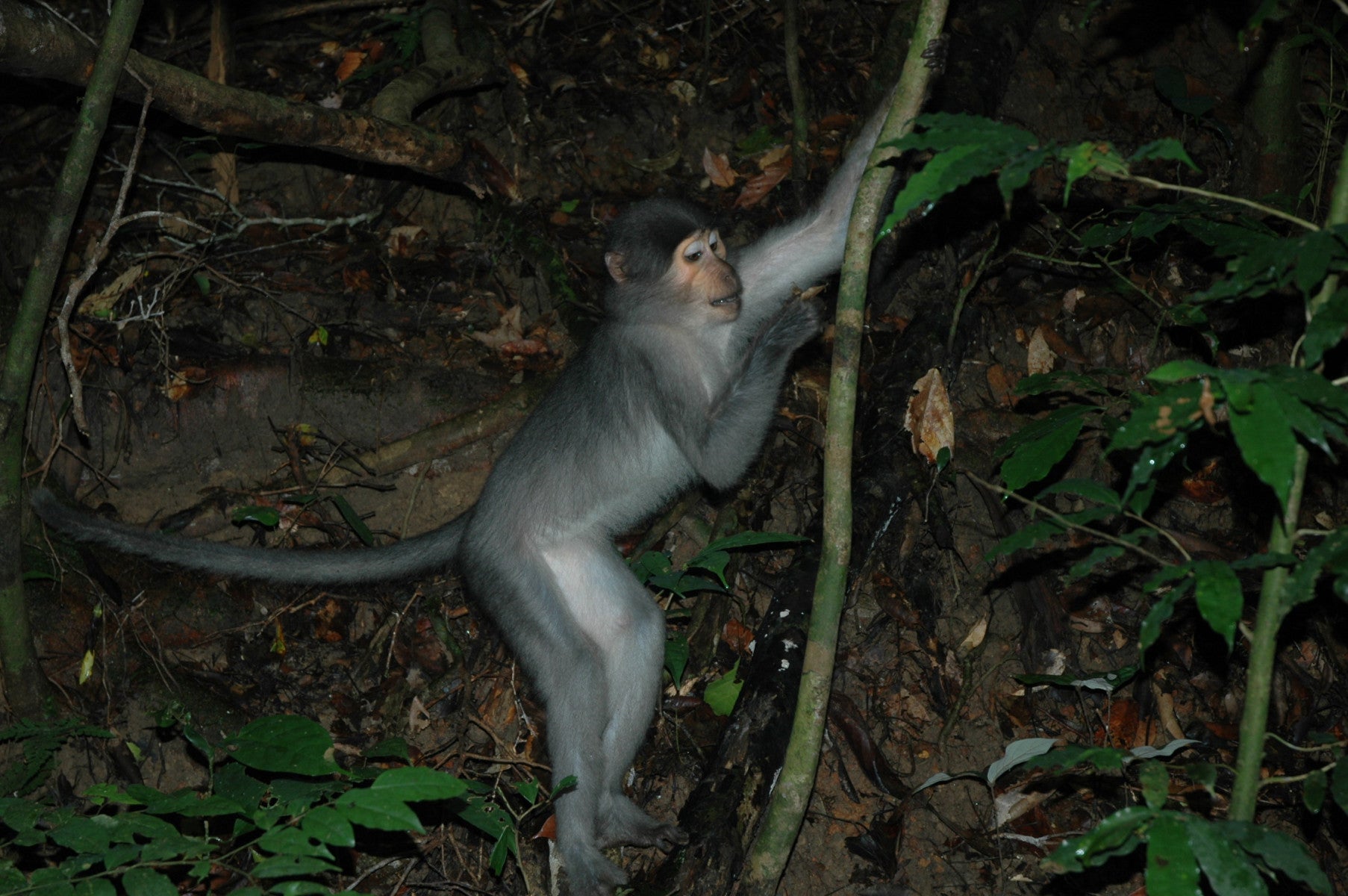 Researchers observed and confirmed with measurements that wild sooty mangabey monkeys in an Ivory Coast forest display foot bone flexibility that facilitates vertical climbing up skinny tree trunks to hide, forage or sleep.