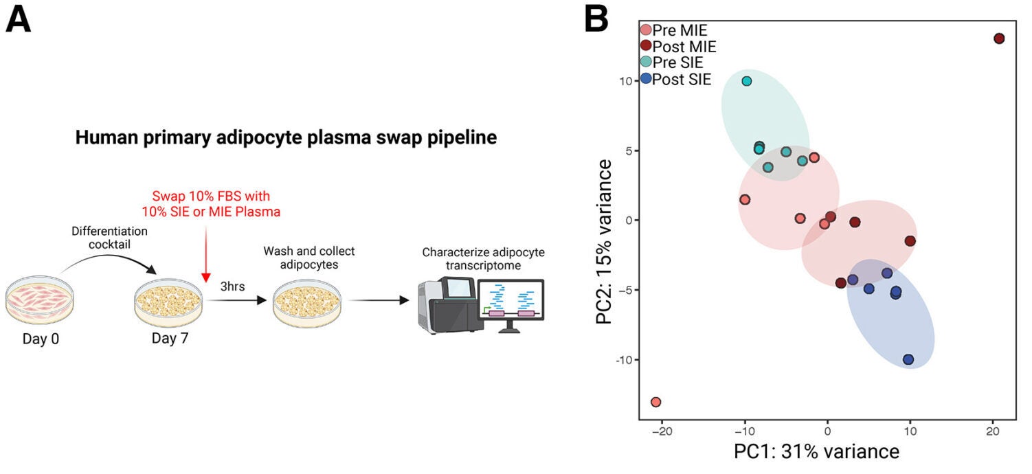 Transcriptomic remodeling of adipocytes following SIE or MIE