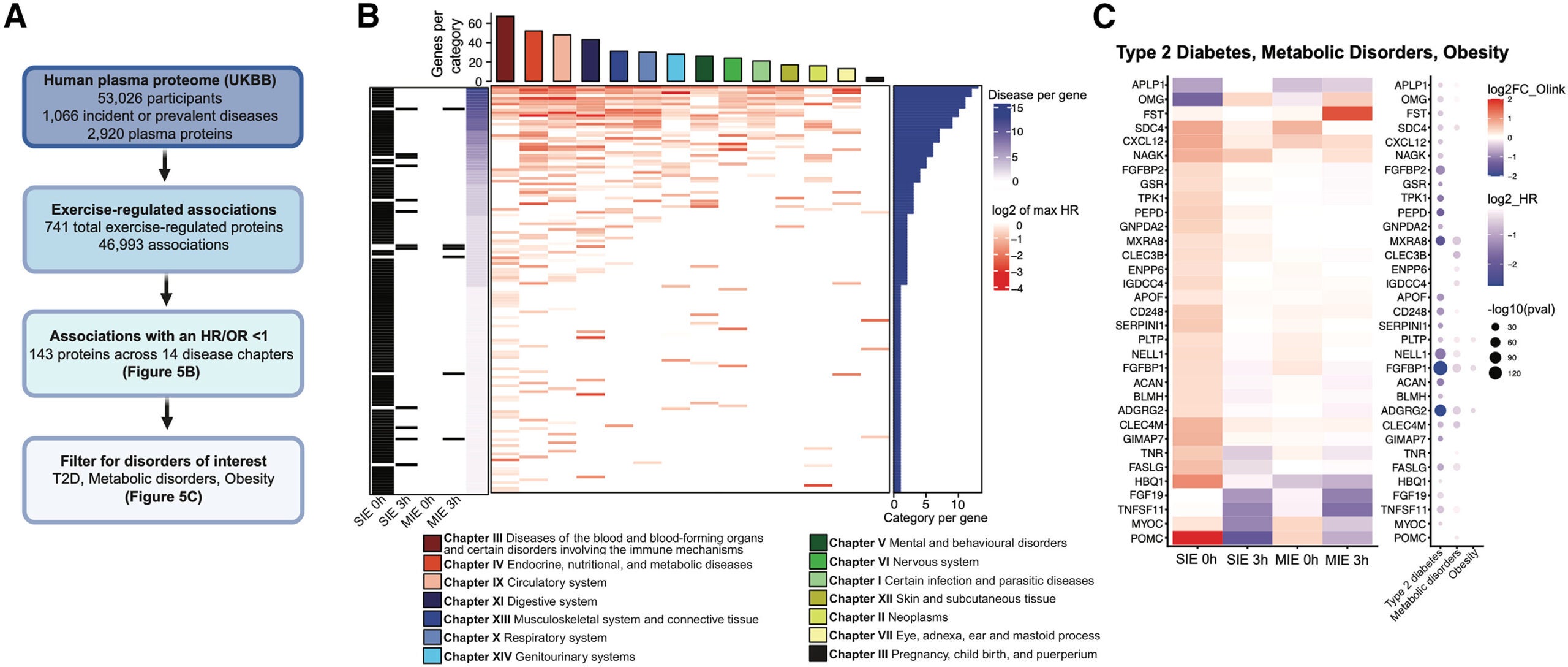 Identification of exercise-regulated proteins protective from cardiometabolic disease