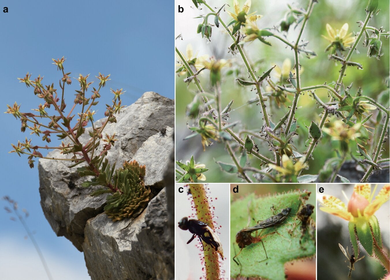 Morphology of Saxifraga candelabrum.