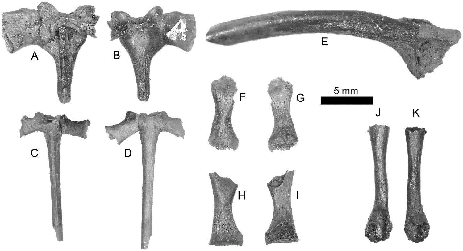 Fossil anurans from La Brea Tar Pits including Spea labreae, A–I and Rhinophrynus sp., J–K.