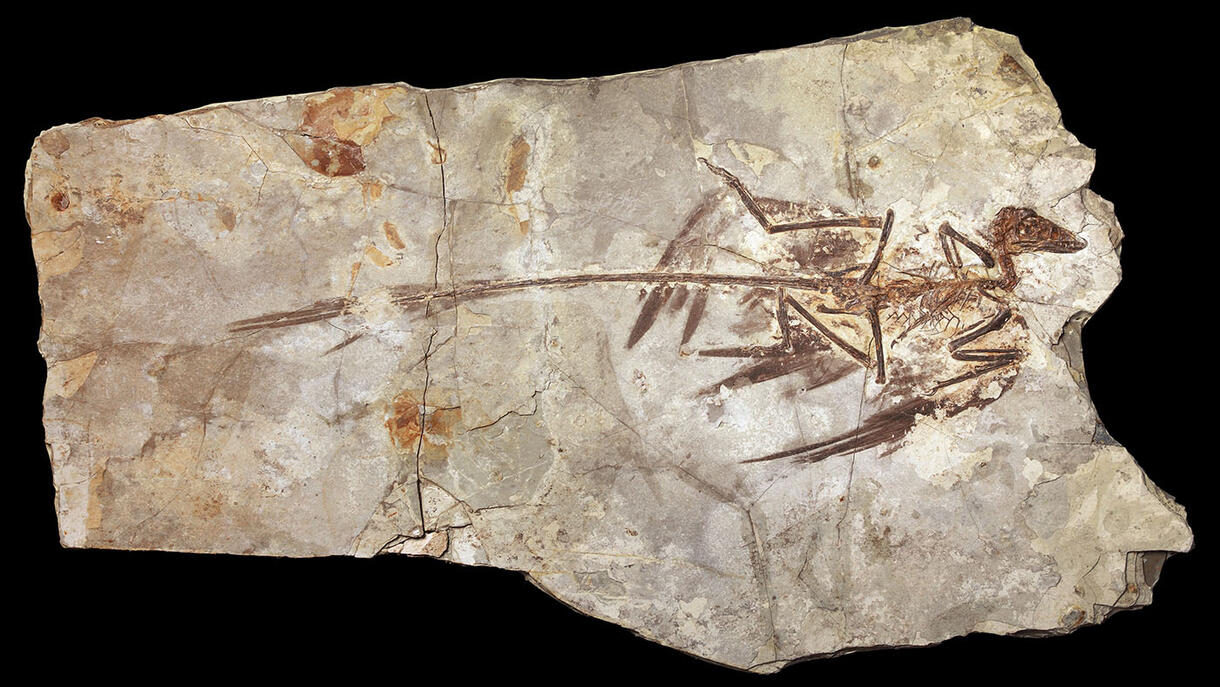 A fossil of Microraptor, one of the smallest known dinosaurs. 