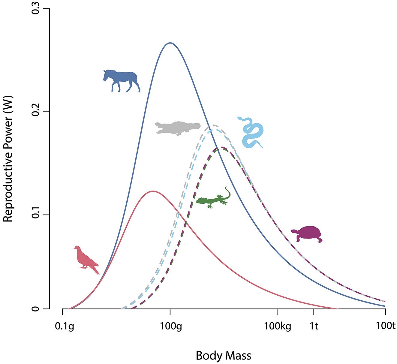 Reproductive power curves. Reproductive power curves derived from the BMT model in mammals, birds, turtles, snakes, crocodylians, and lizards.