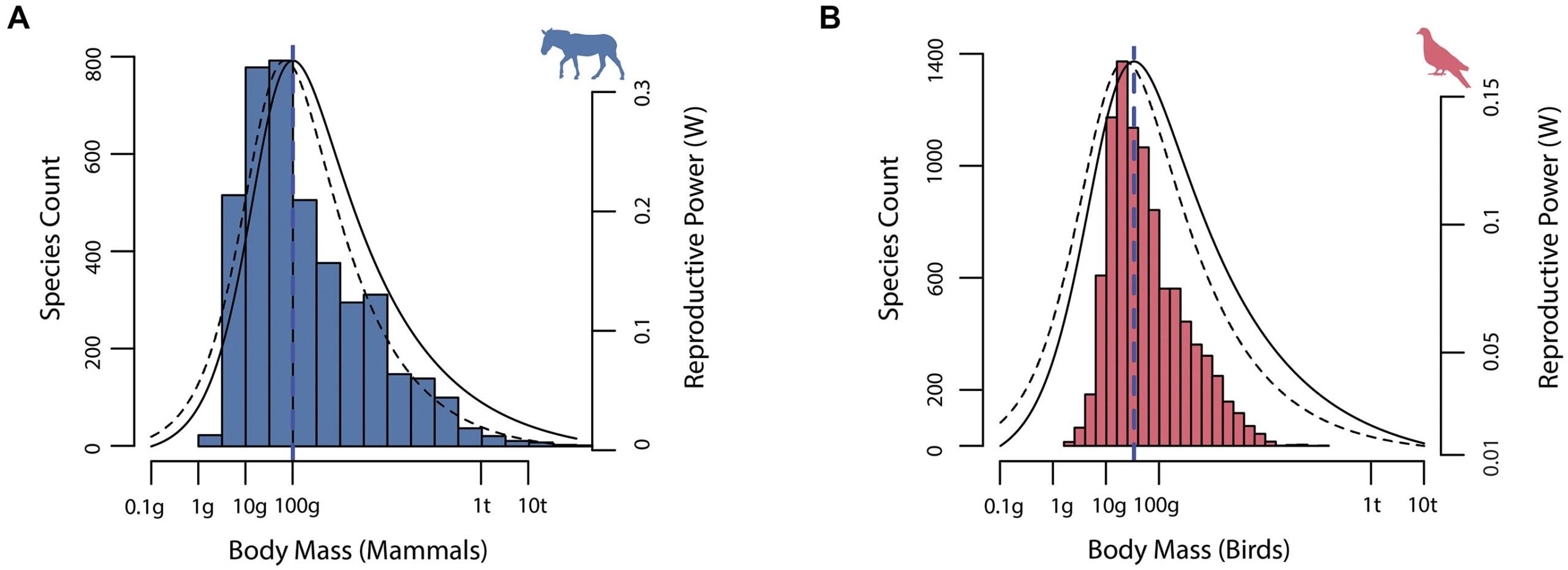 Distribution of reproductive power (W) across mammal and bird groups with body size frequency curves as predicted by the BMT model.