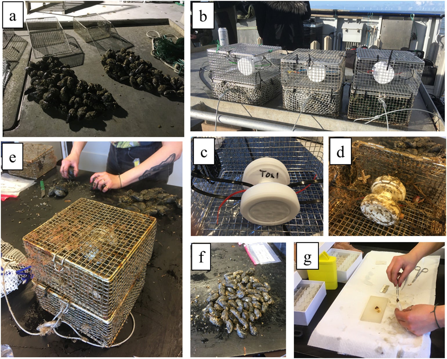 Photos from deployment (30 March 2022) and recovery (5 July 2022) of mussels and passive samplers at UC30.