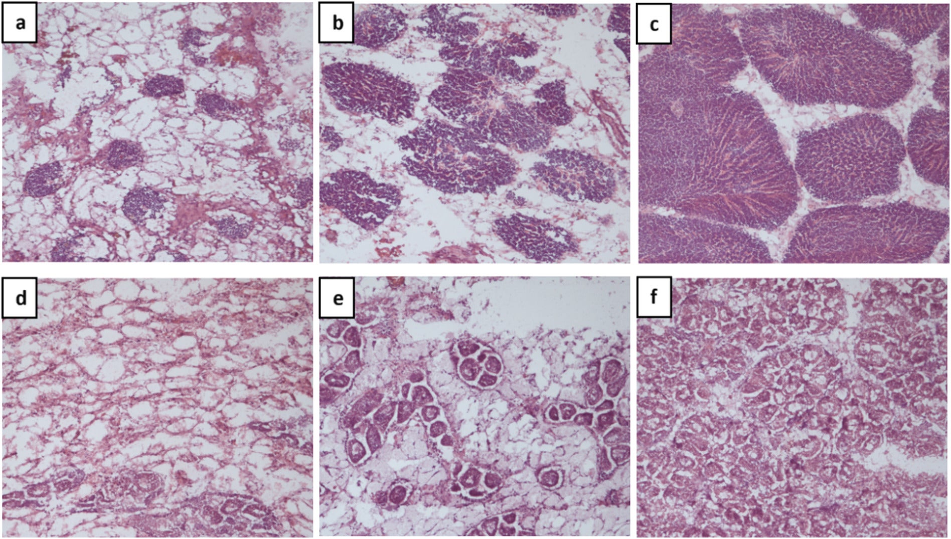 Images of mussel gonad tissue samples stained with hematoxylin-eosin to determine sex and gonad status (100-fold magnification).