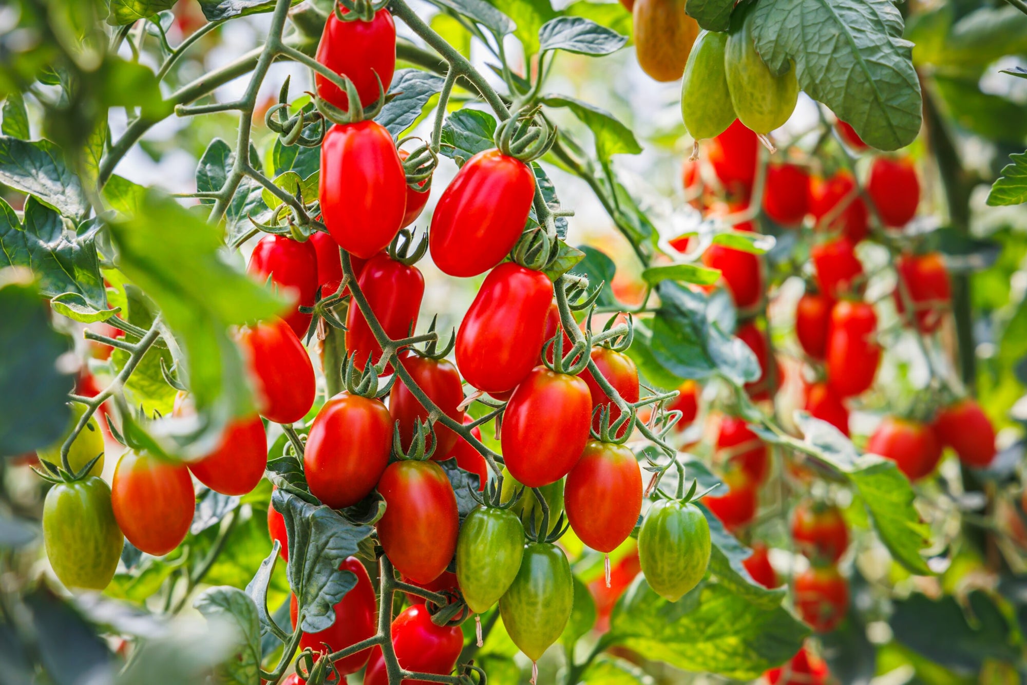 Tomato study finds a ‘Golden Hour’ that could help crops survive drought