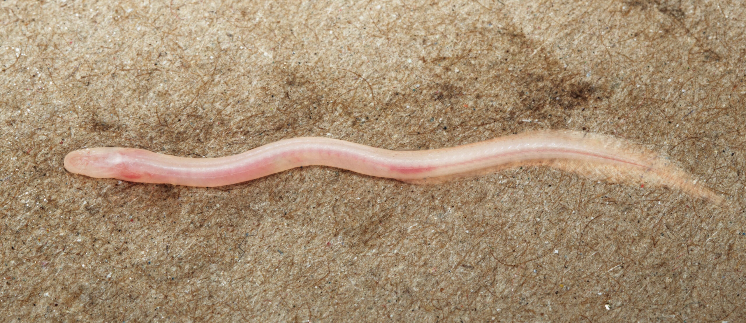 A TikTok video led researchers to a tiny pale fish living in borewell groundwater near the India-Nepal border