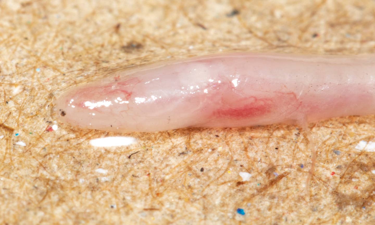 Gangaichthys indonepalicus, a tiny blind fish found in groundwater, reveals an unexplored ecosystem beneath the Gangetic Plain.