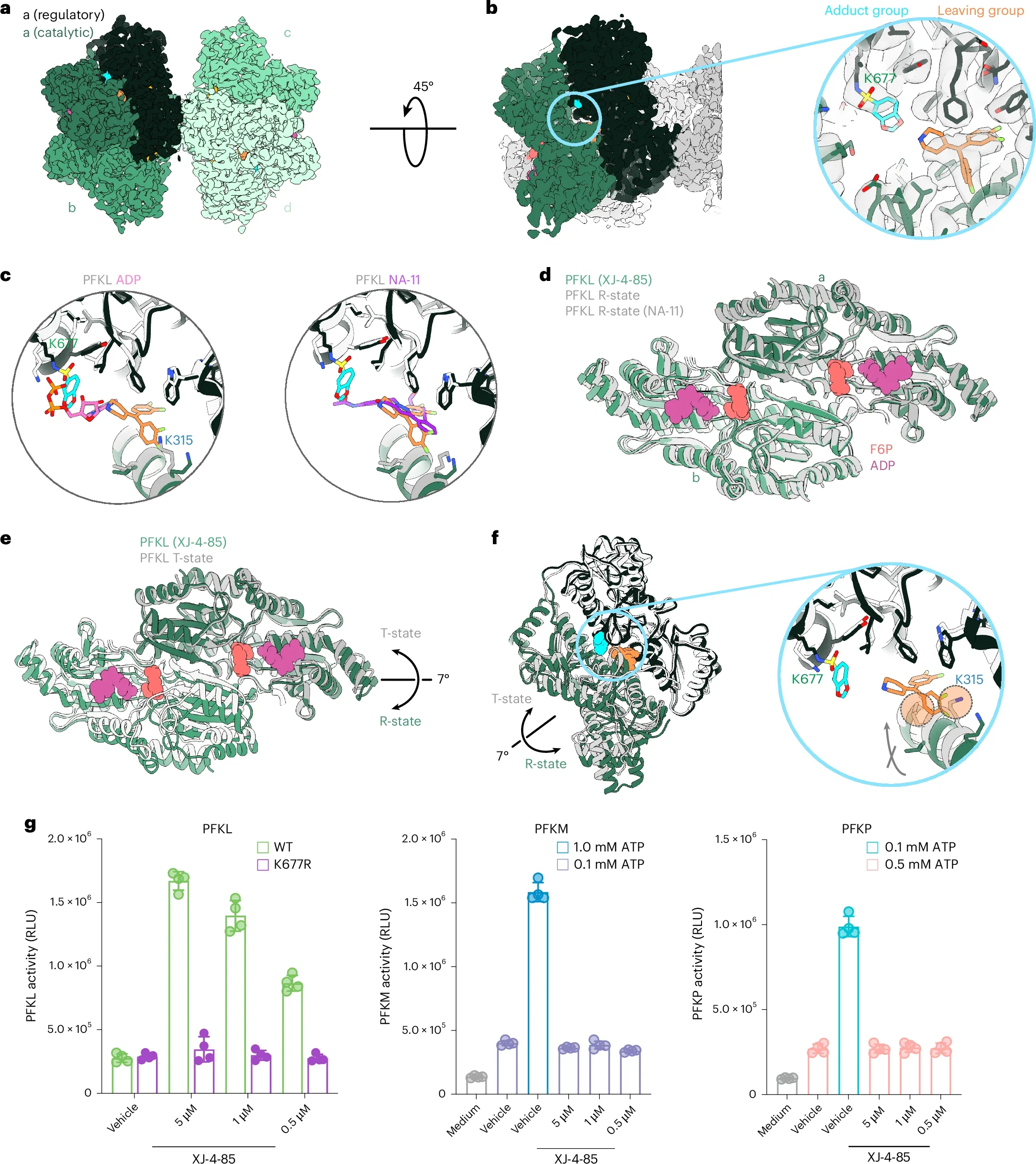 Cryo-EM structure of XJ-4-85 bound to PFKL.