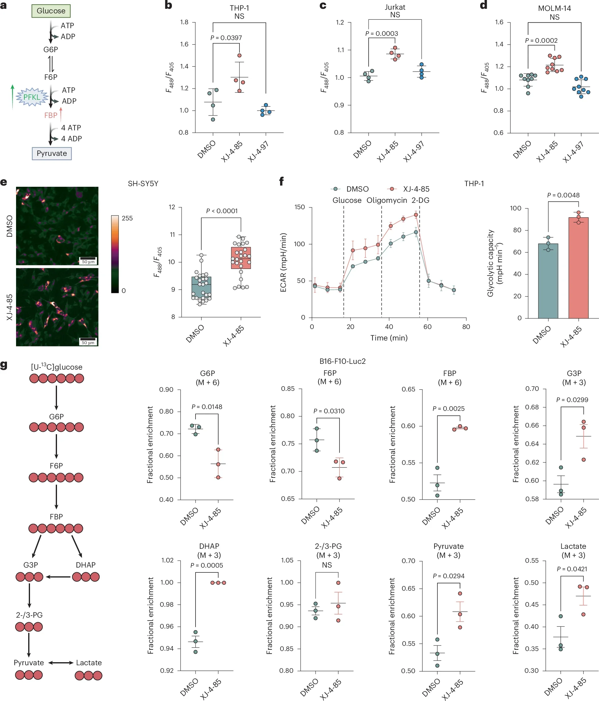 XJ-4-85 treatment induces rapid alterations in glycolytic metabolism.