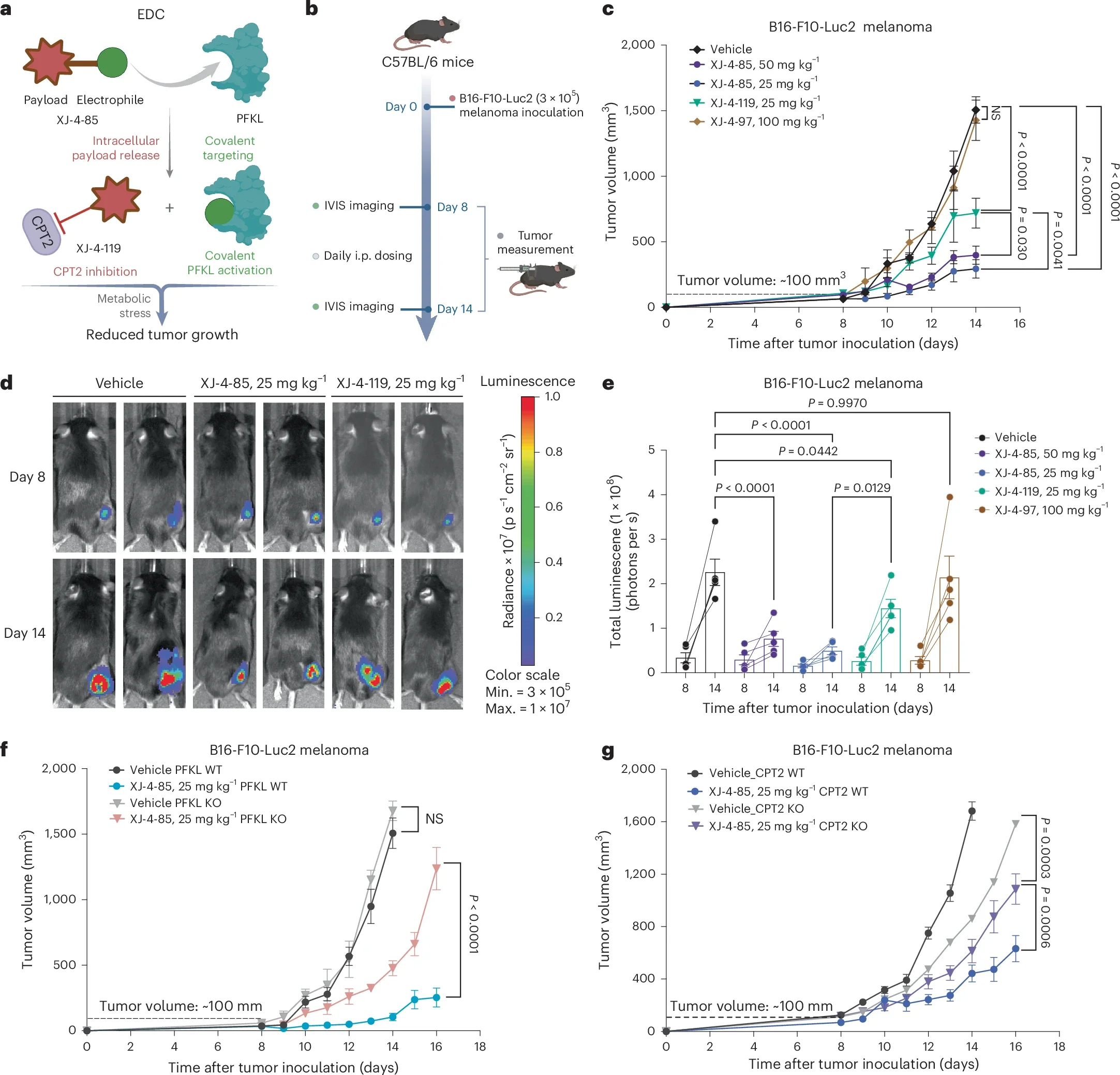 XJ-4-85 blocks tumor growth in vivo.