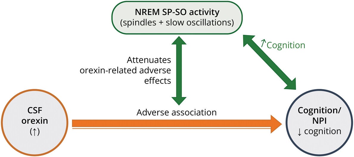 CSF Orexin, NREM SP-SO Activity, and Cognition: Bidirectional Relationships and Moderating Effects.
