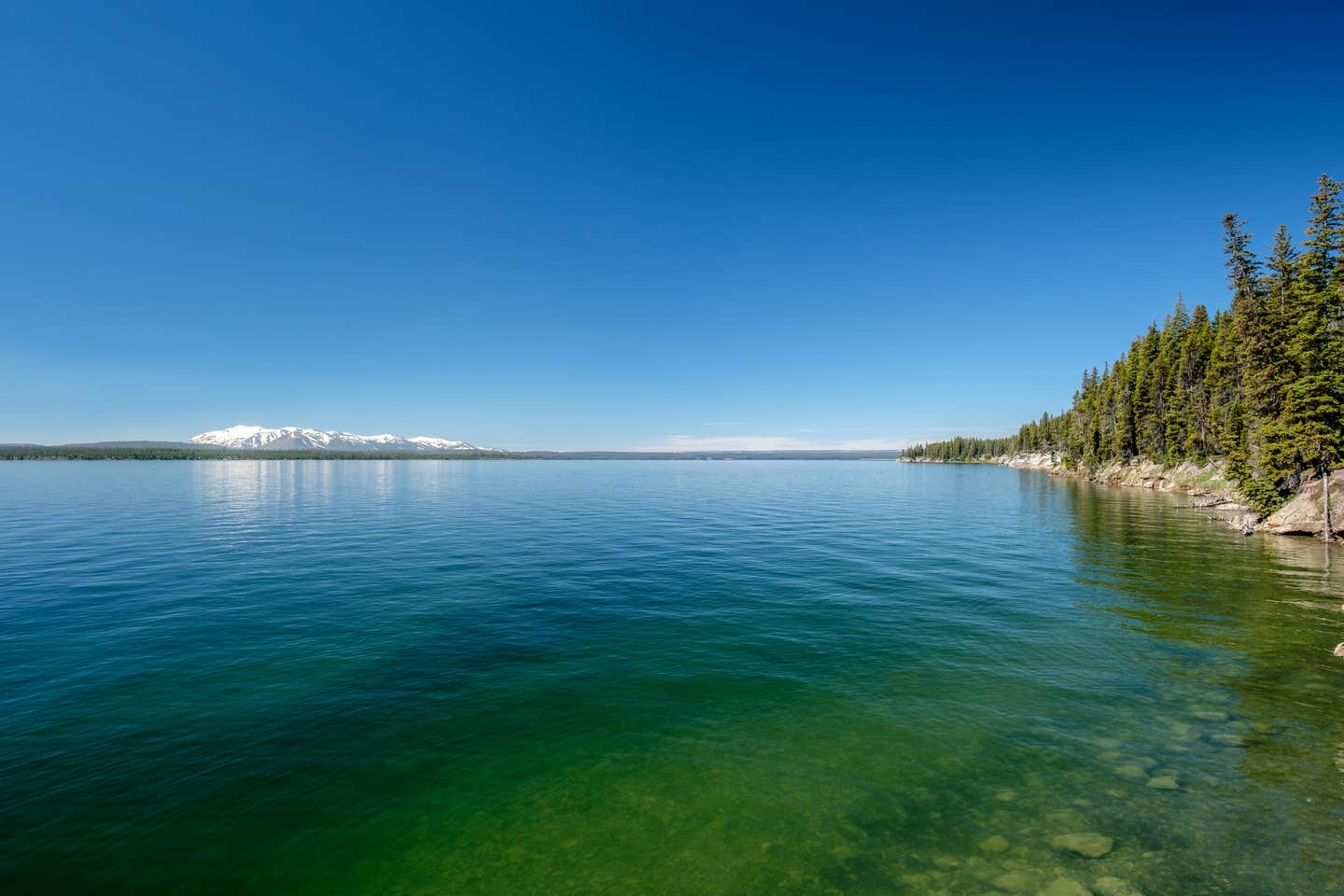 Montana State University-led research shows how lake mud records Yellowstone’s ancient fires, forests and geyser activity.