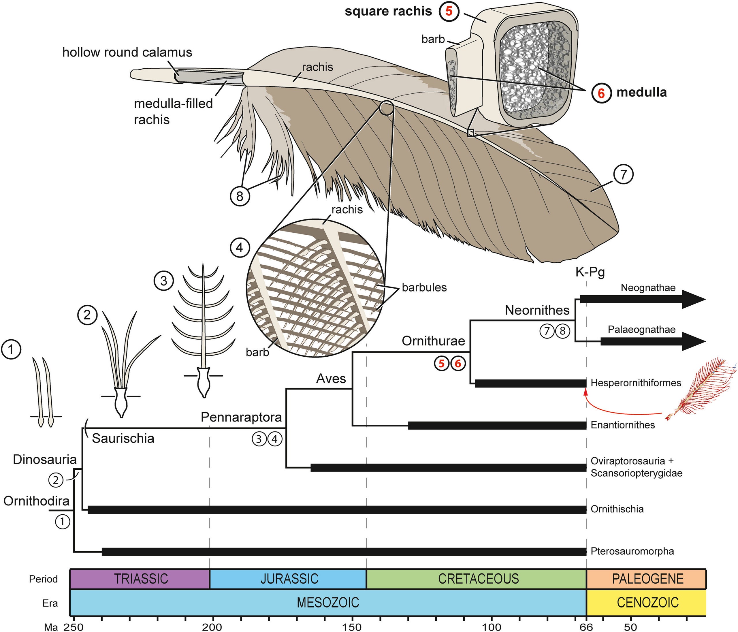 Evolution of key plumage characteristics in Ornithodira. The horizontal black bars on the branches of the time-calibrated cladogram represent clade temporal ranges.